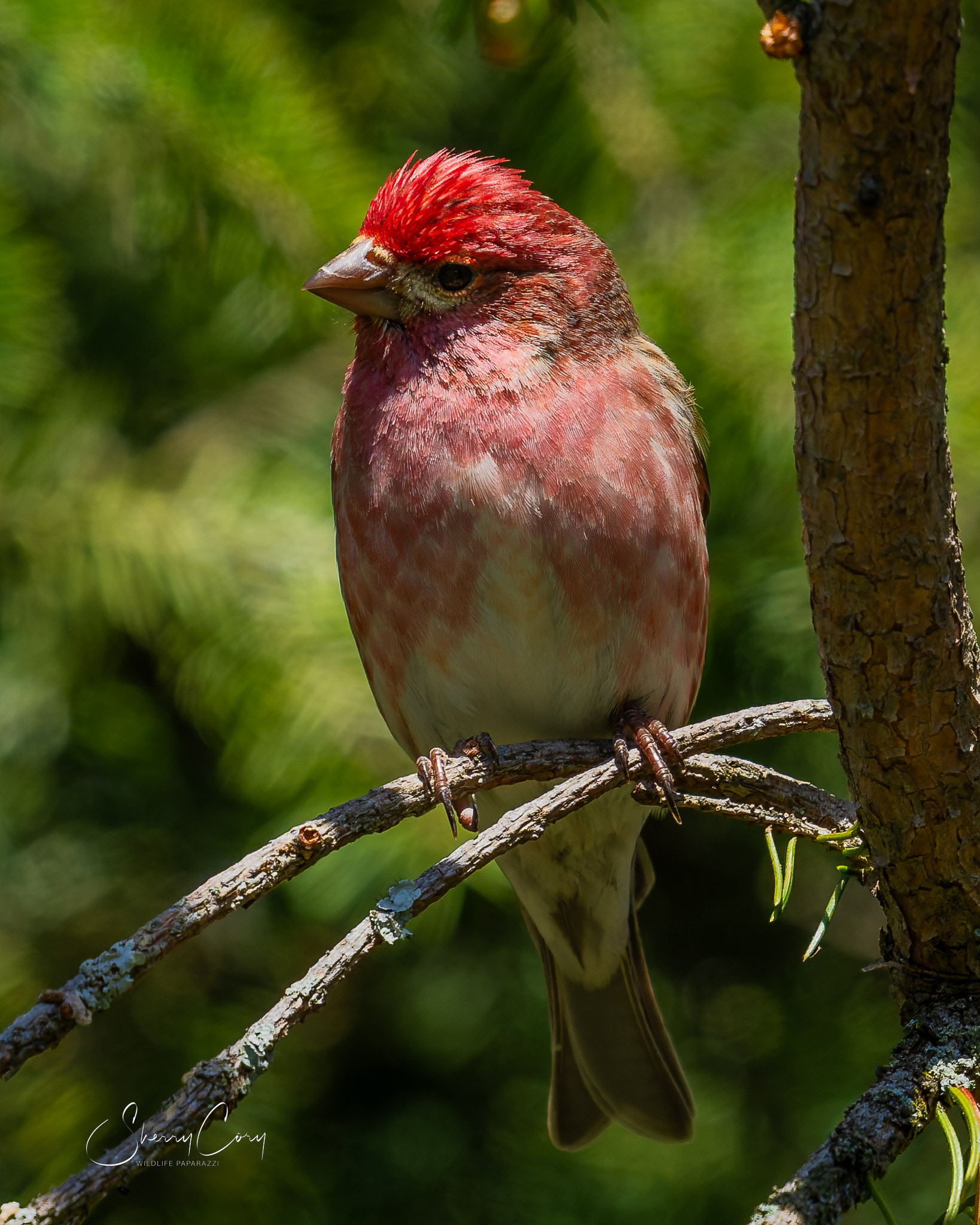 Purple Finch (Haemorhous purpureus)