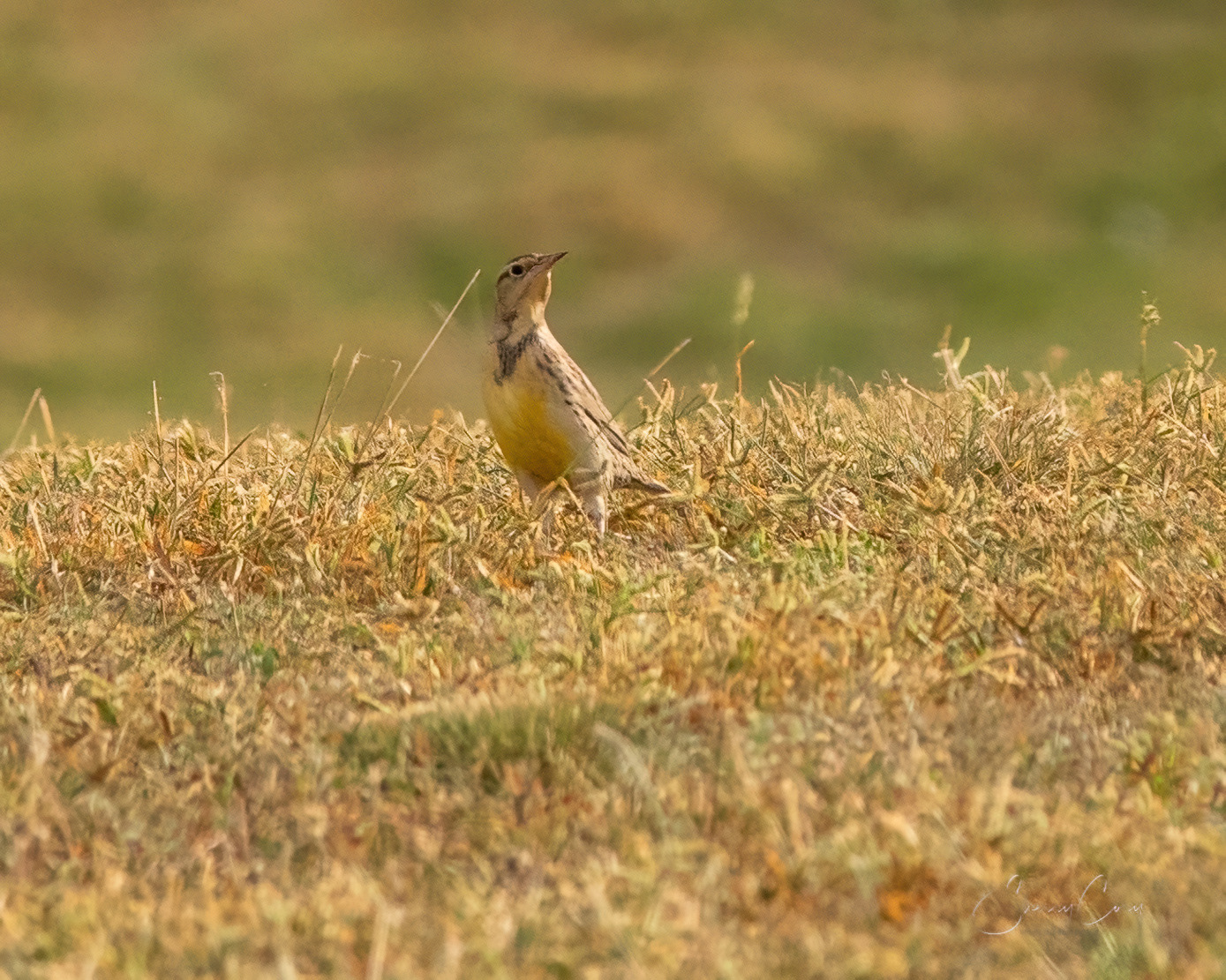Western Meadowlark (Sturnella neglecta)