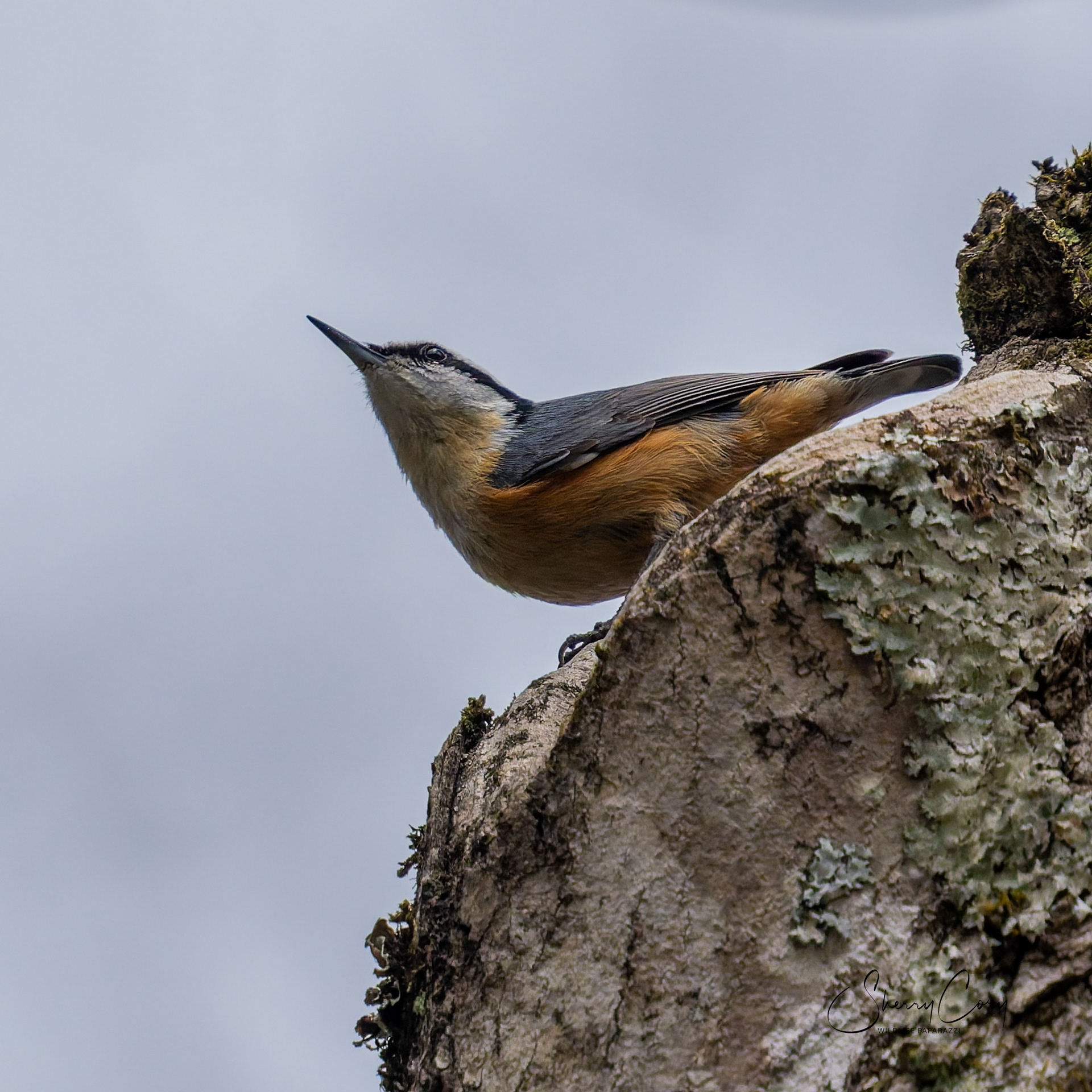 Red Breasted Nuthatch