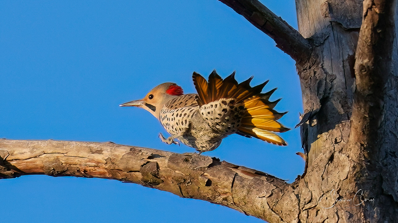 Northern Flicker (Yellow Shafted)