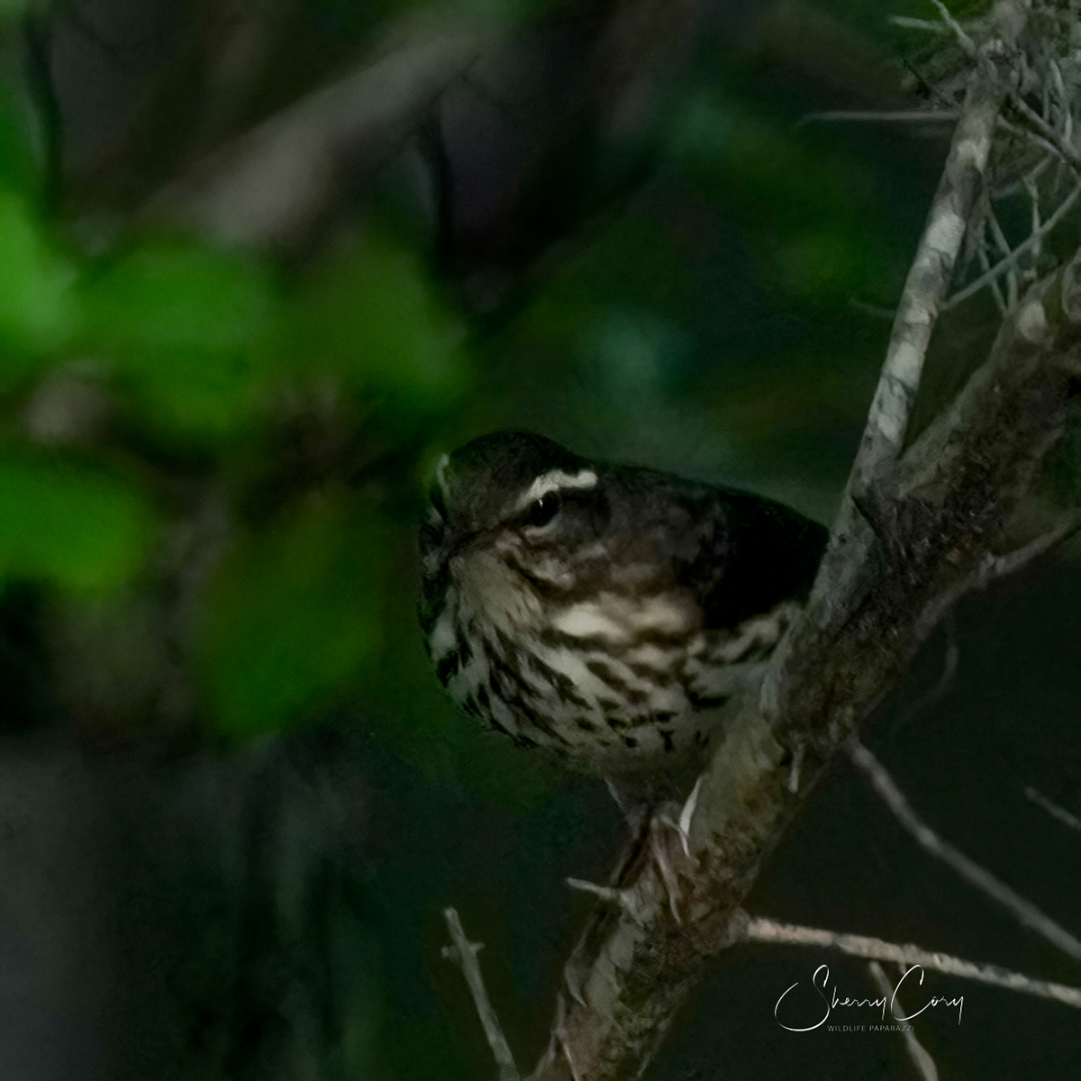 Louisiana Water Thrush
