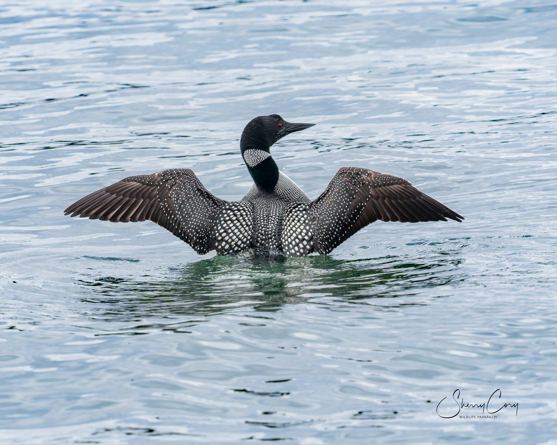 Common Loon (Gavia immer)