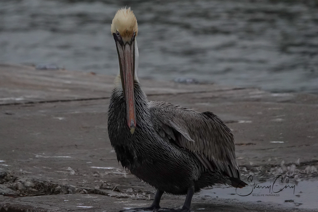 Brown Pelican ( Pelecanus occidentalis)
