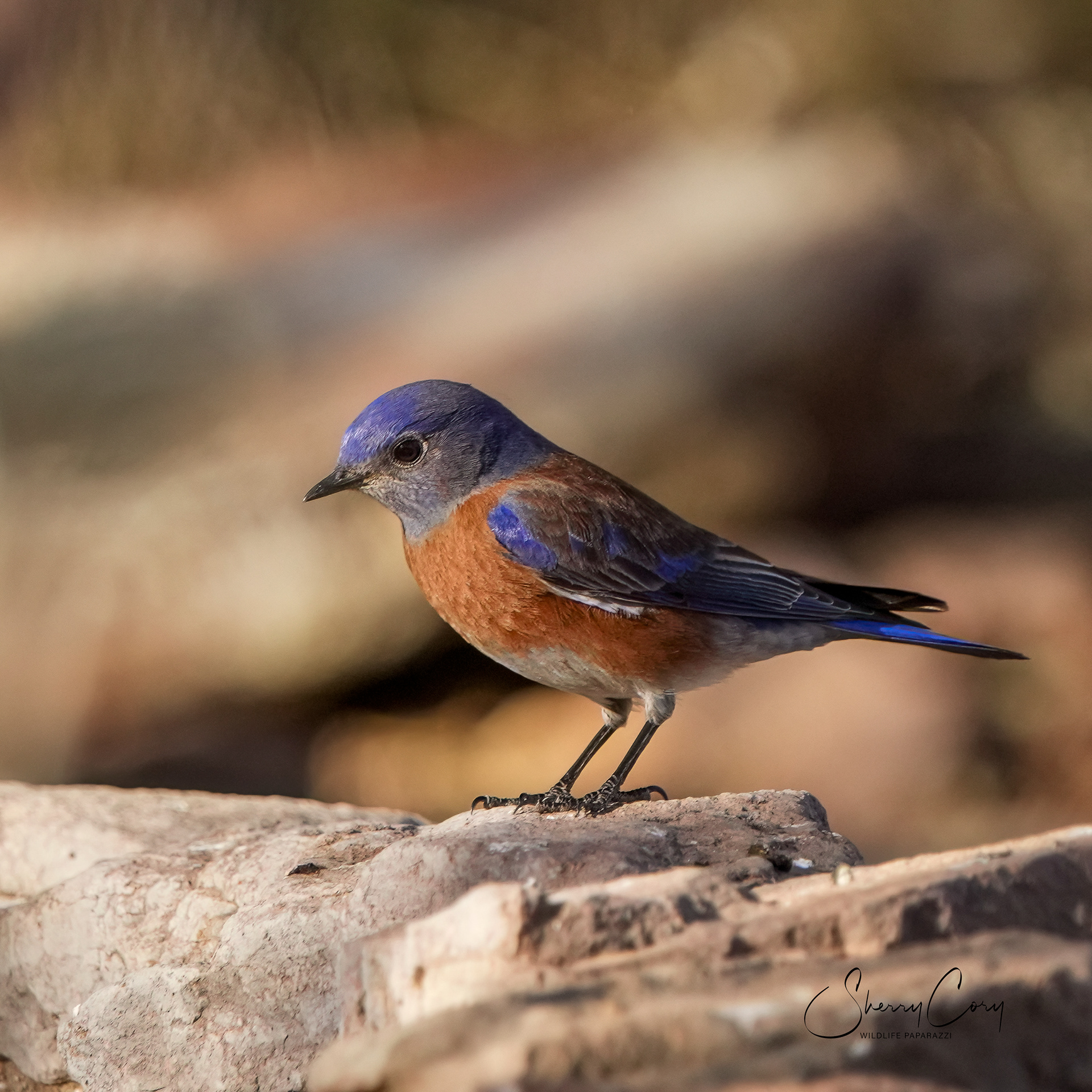 Western bluebird (Sialia mexicana) 
