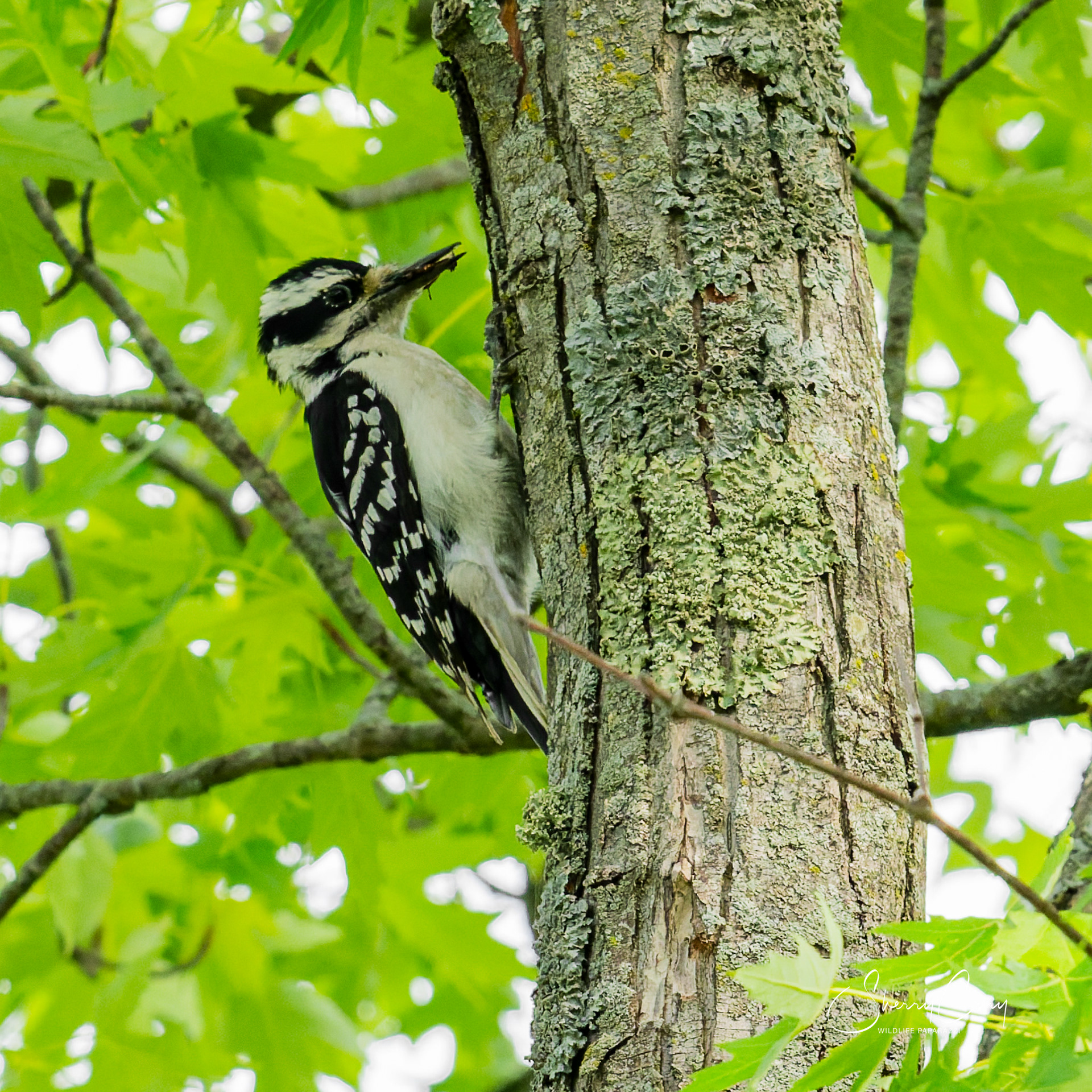 Hairy Woodpecker (Leuconotopicus villous)