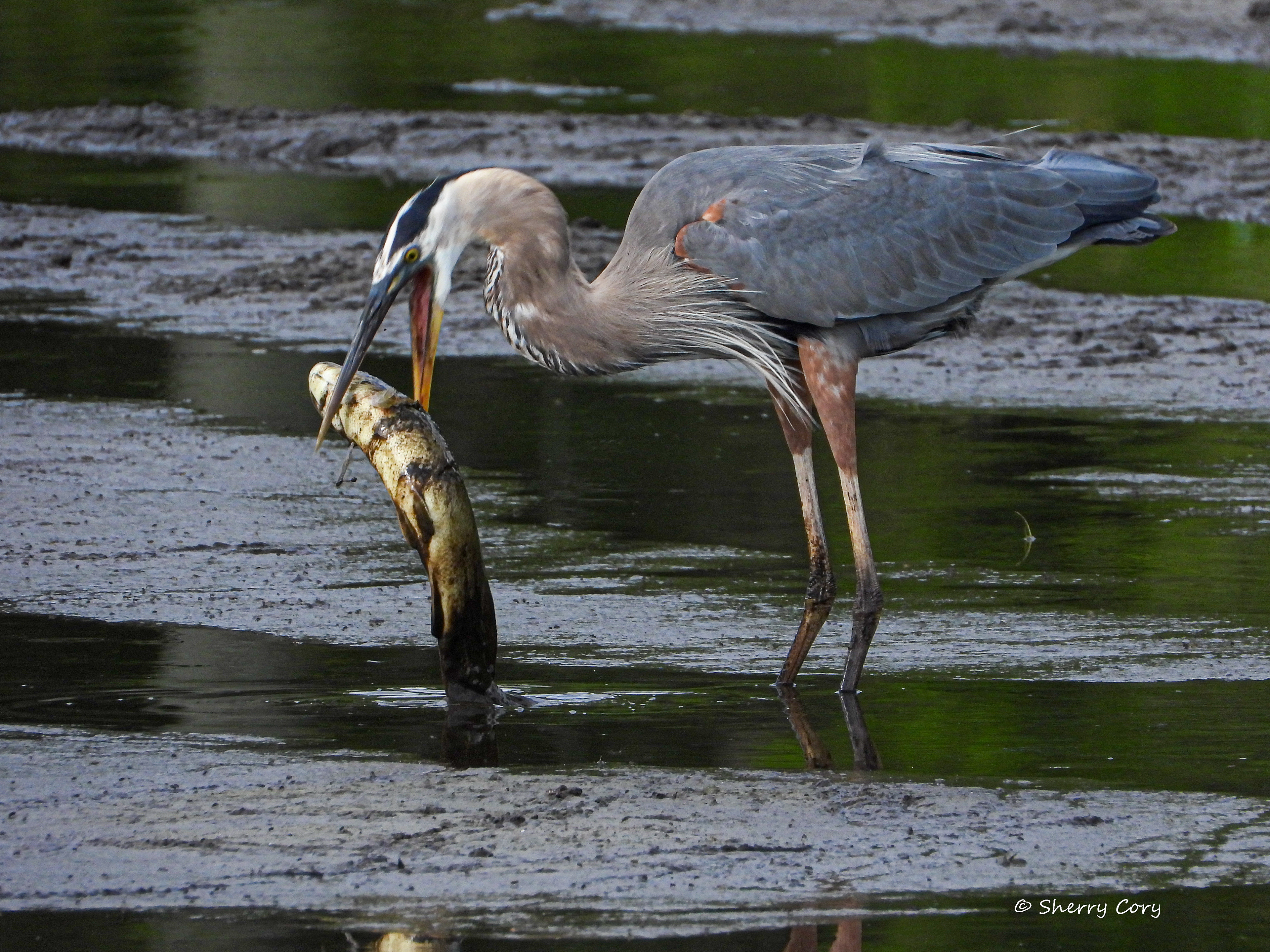 Great Blue Heron (Ardea herodias)