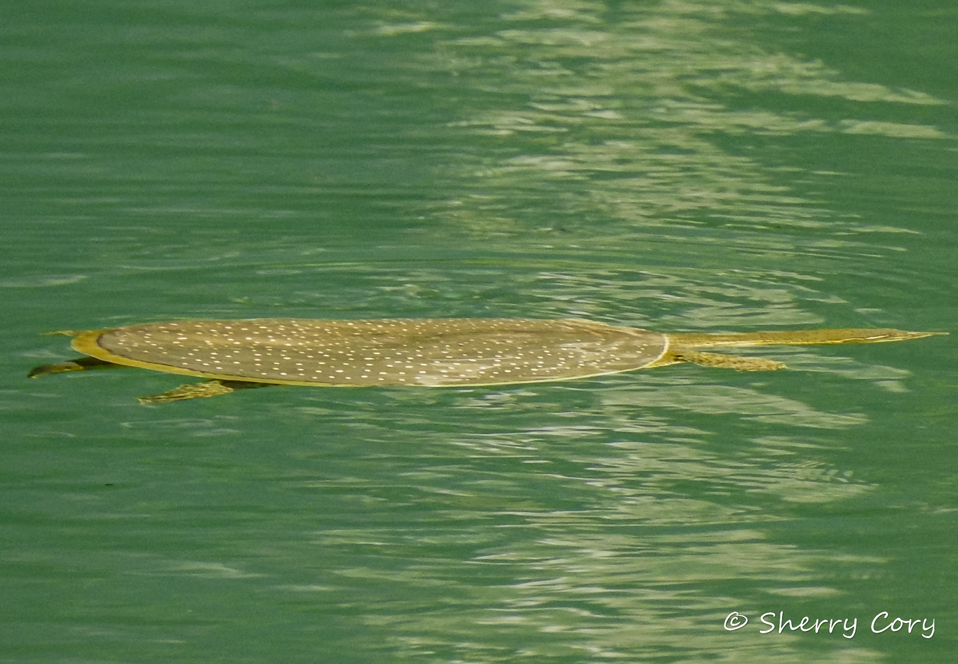 Spiny Softshell Turtle