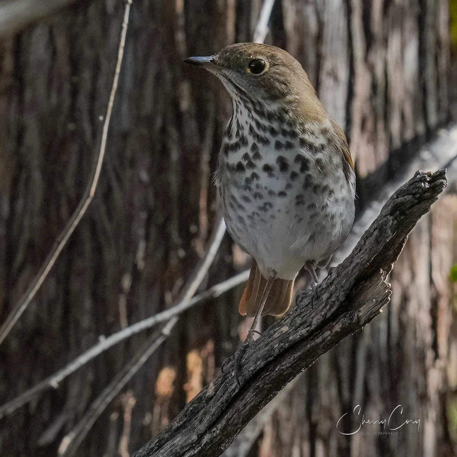 Hermit Thrush