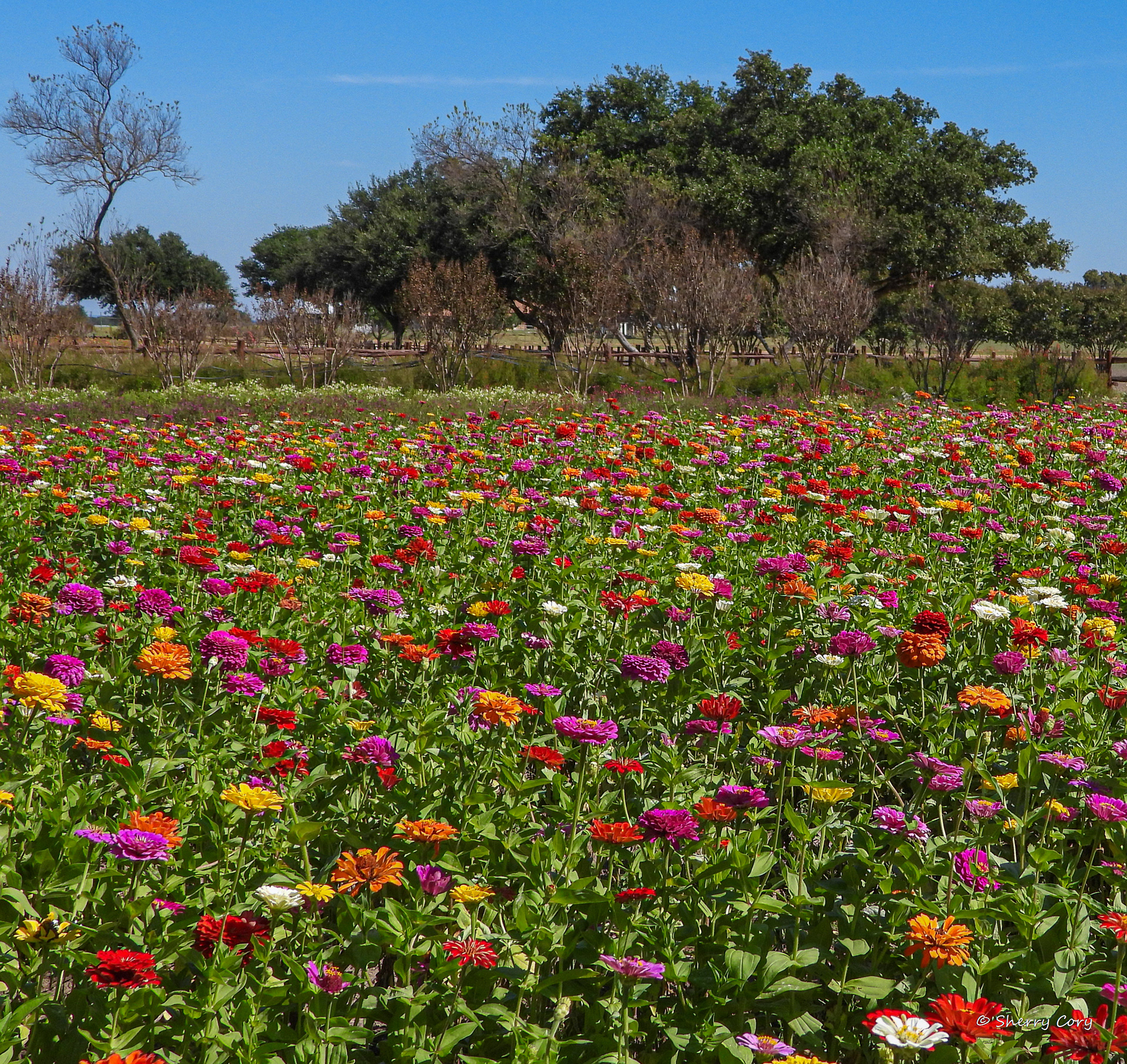 Zinnia's