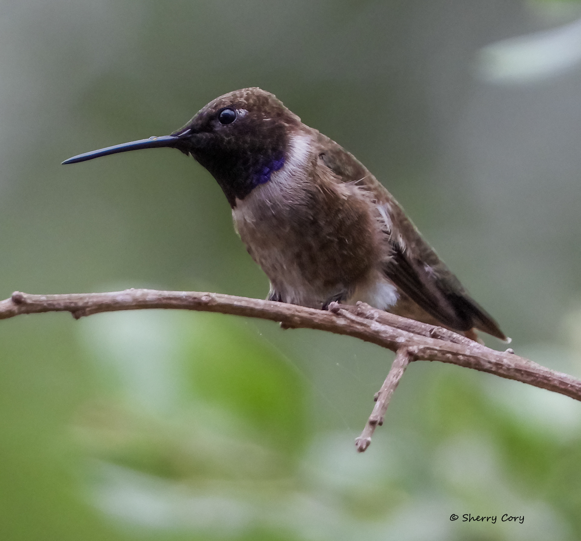 Black Chinned Hummingbird (Archilochus alexandri)