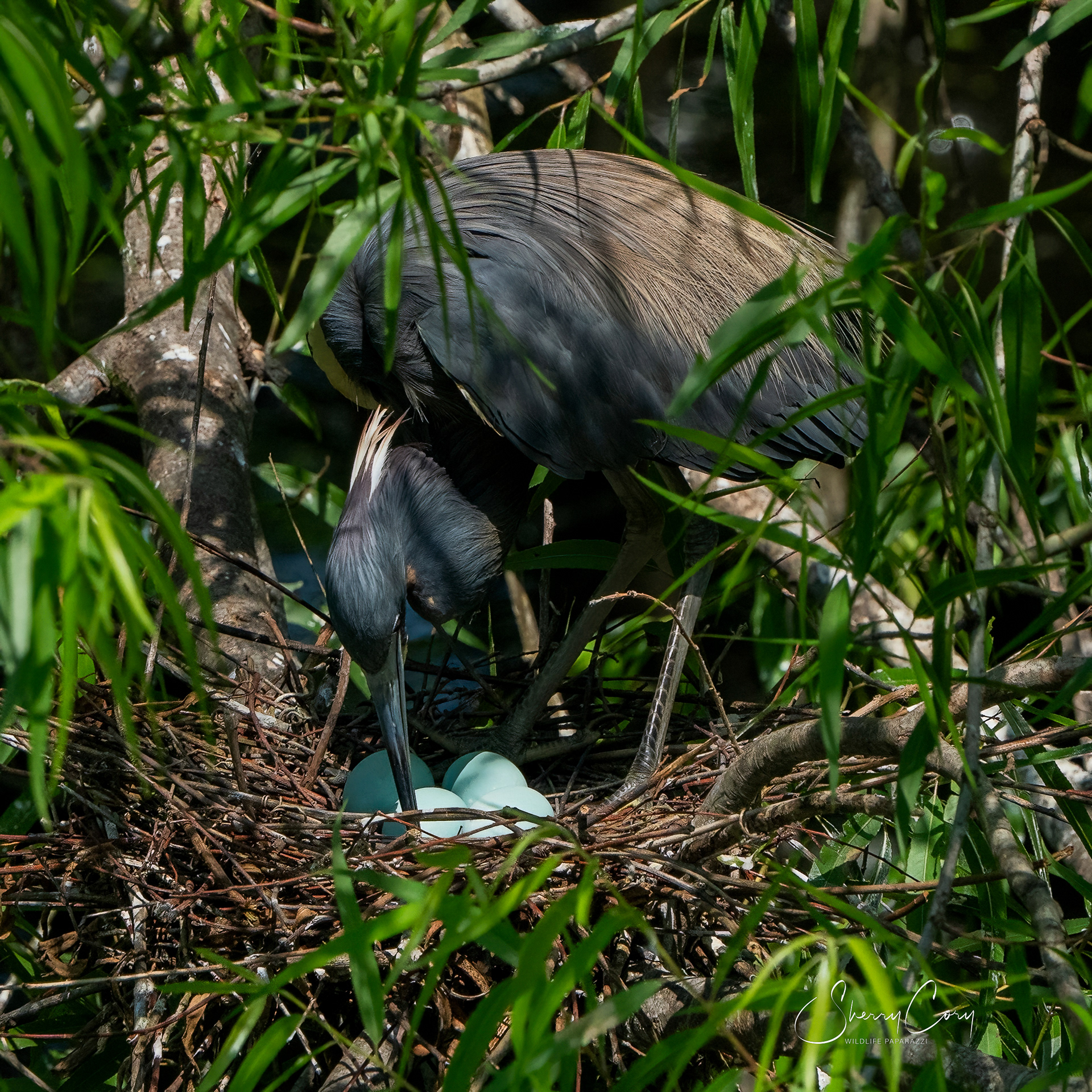 Tricolored HEron checking on her eggs