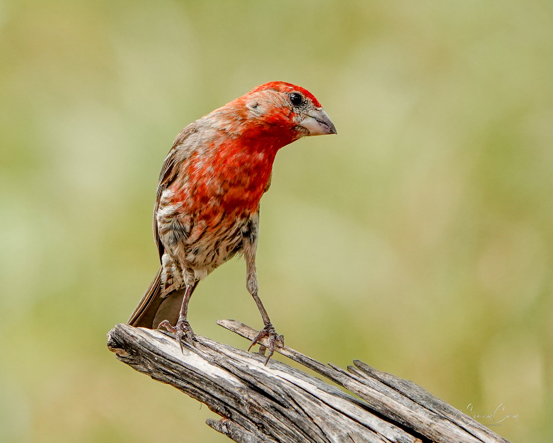 House Finch (Haemorhous mexicanus)