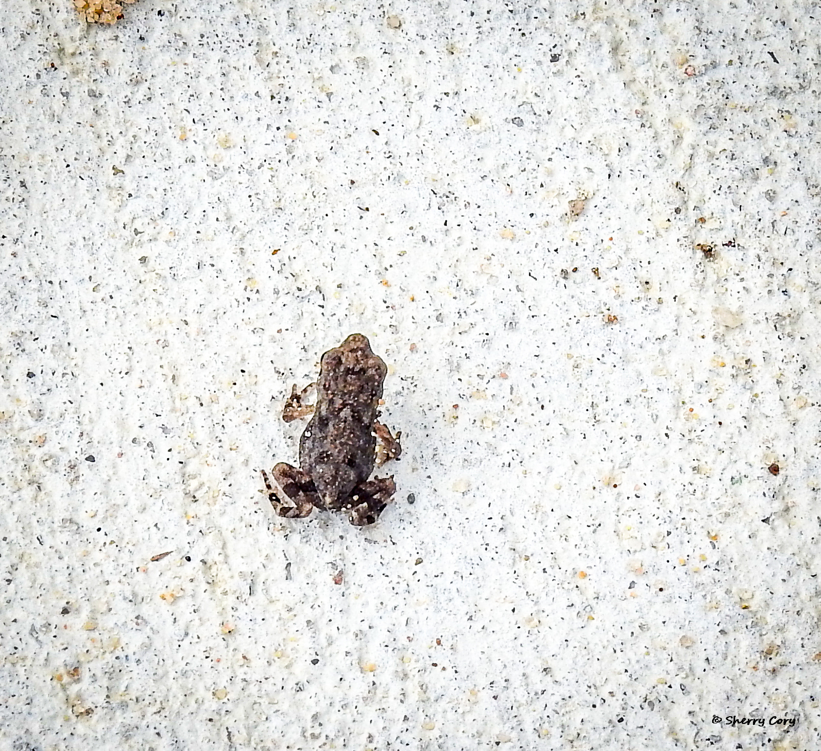 American Toad