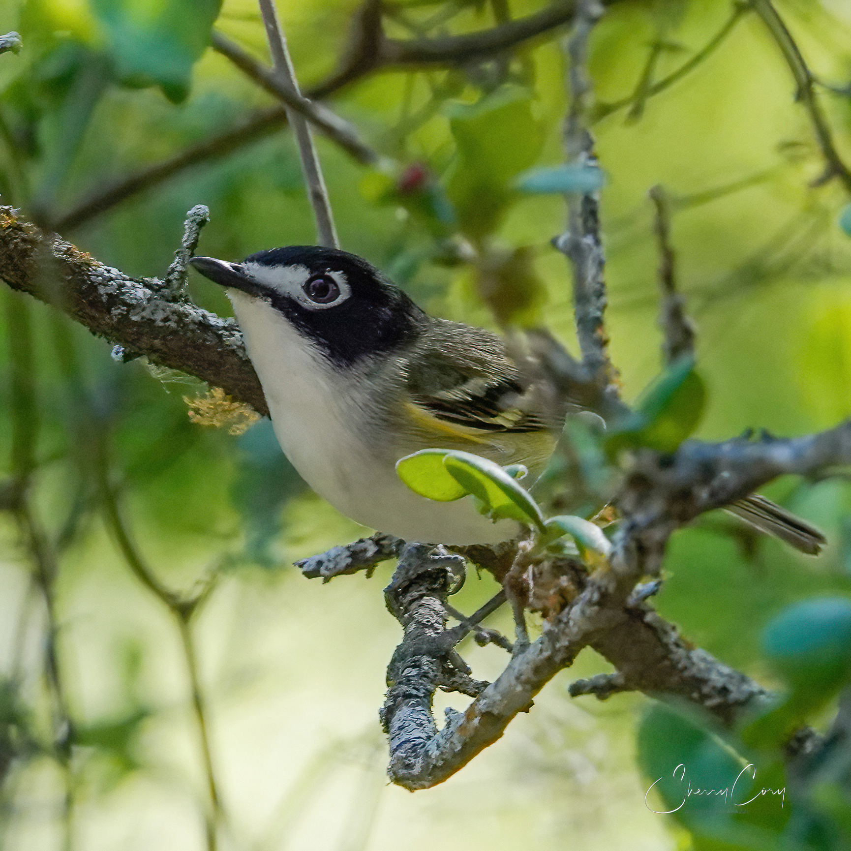 Black Capped Vireo