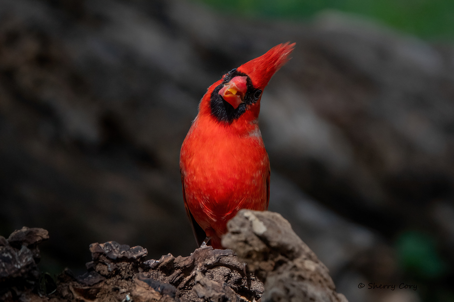 Derpy Cardinal 2/10