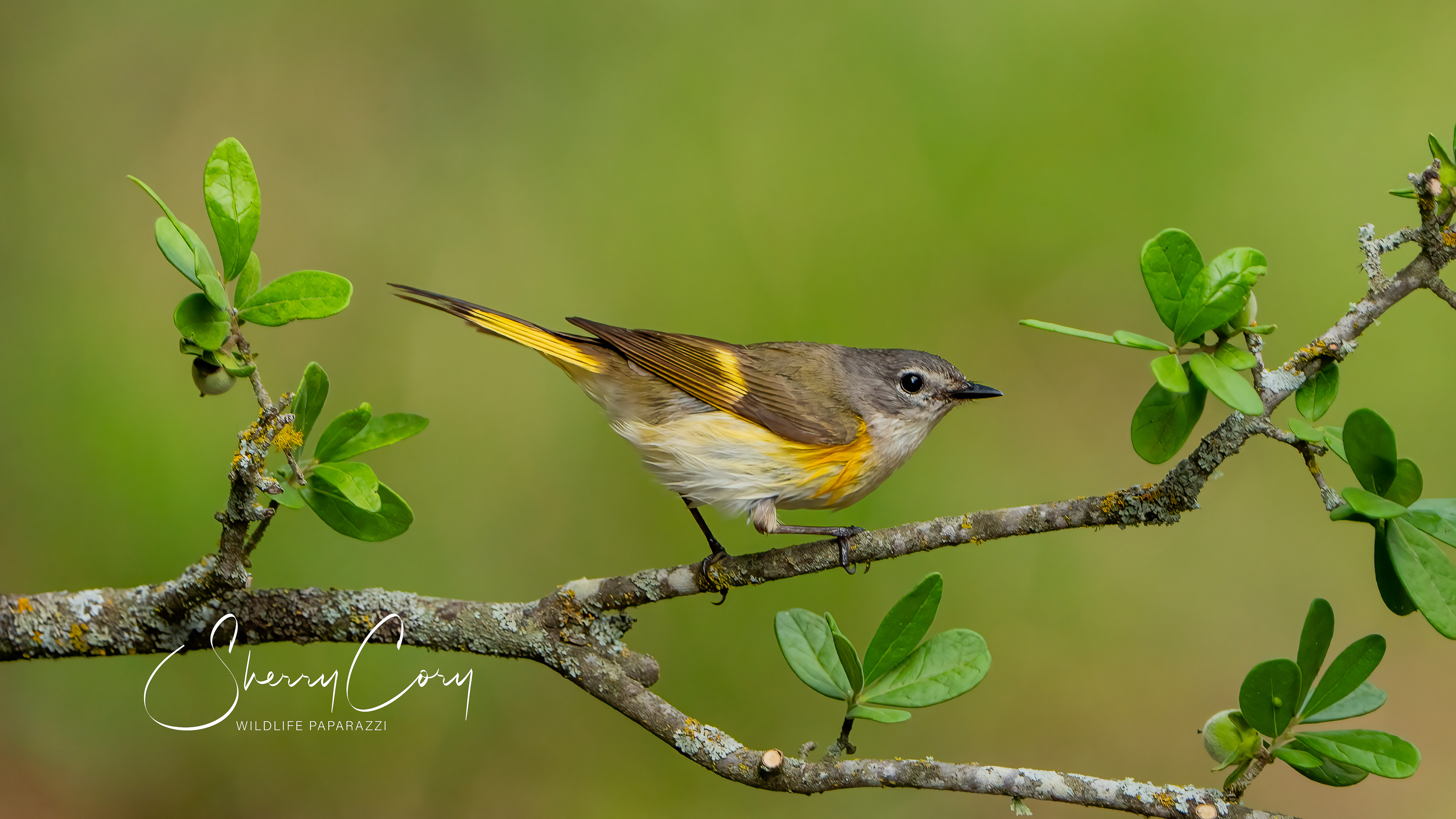 Female American Redstart