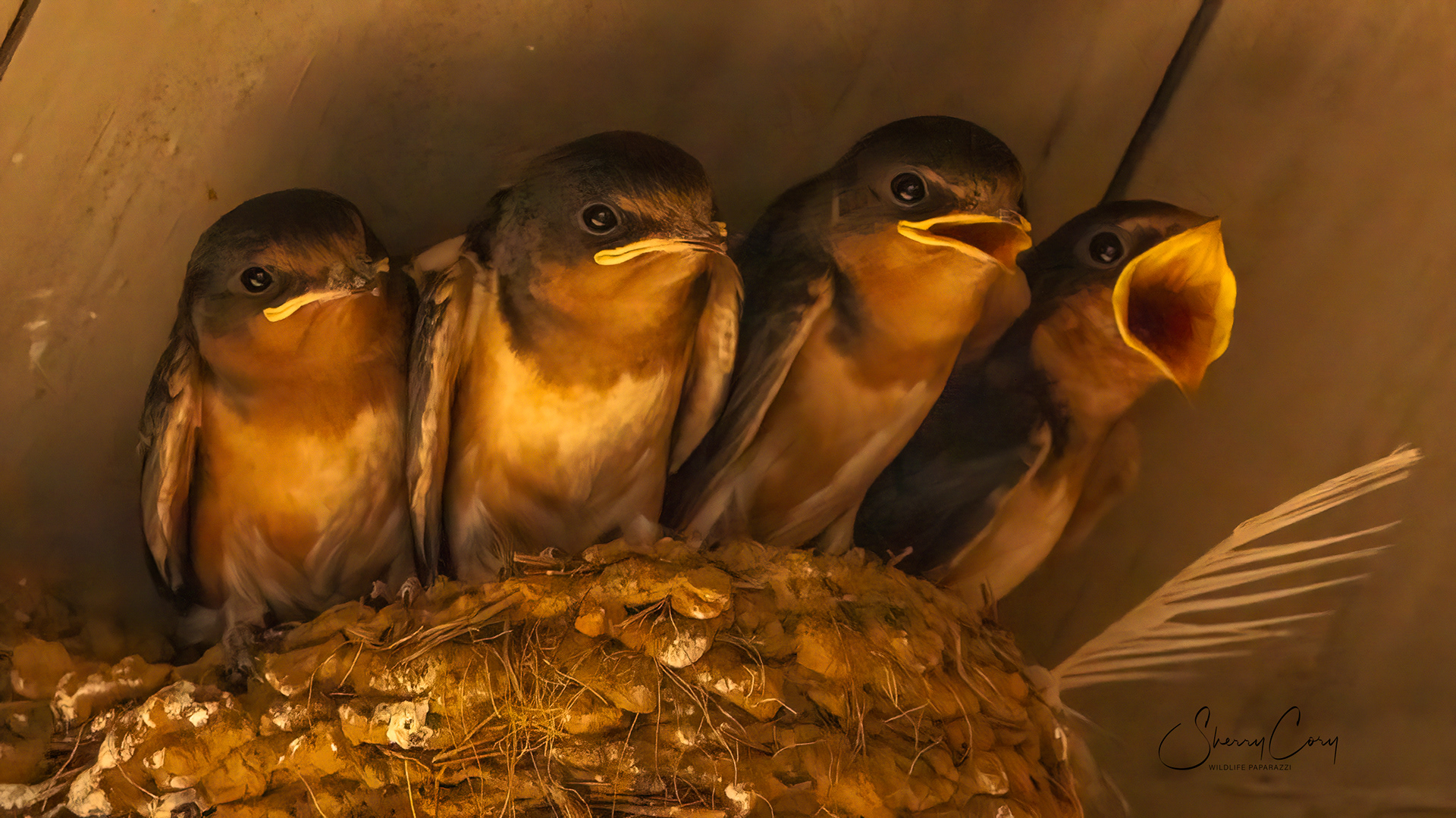 Barn Swallows