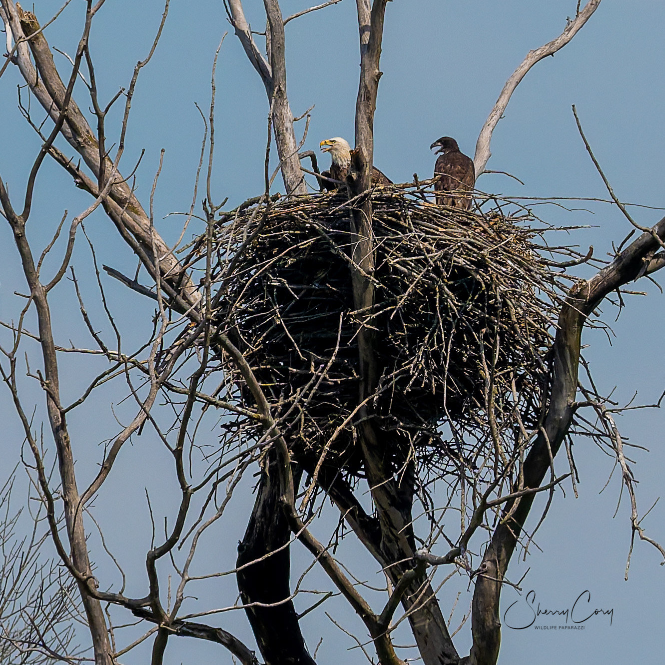 Mother and Juvenile  Bald Eagle (Haliaeetus leucocephalus)
