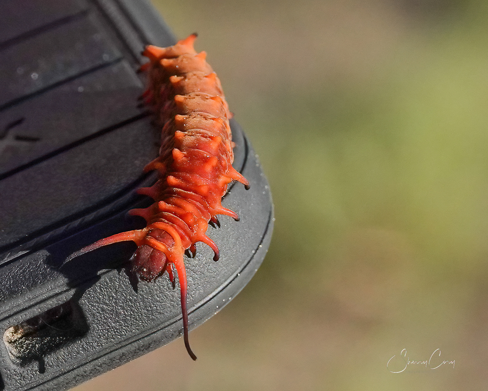 Polydamas Swallowtail Caterpillar
