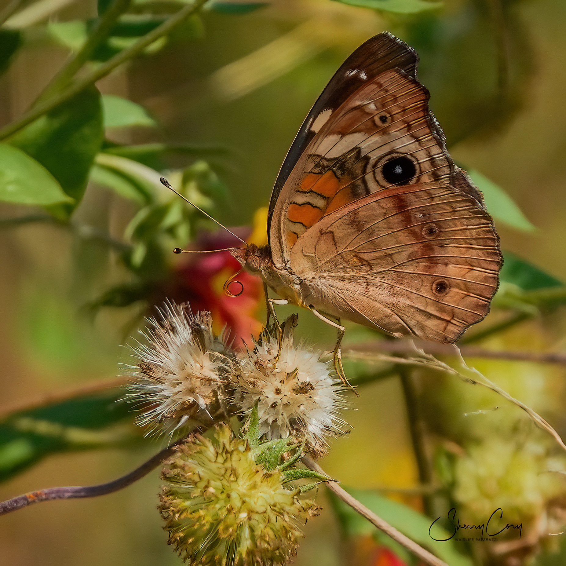 Common Buckeye