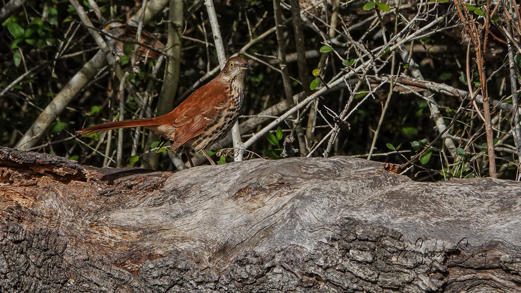Brown Thrasher (Toxostoma rufum)