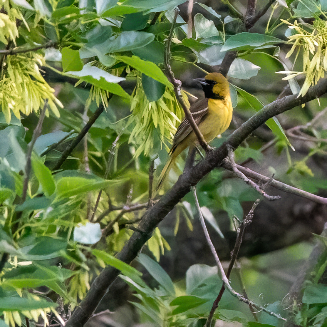 Immature Orchard Oriole (Iceterus spurius)