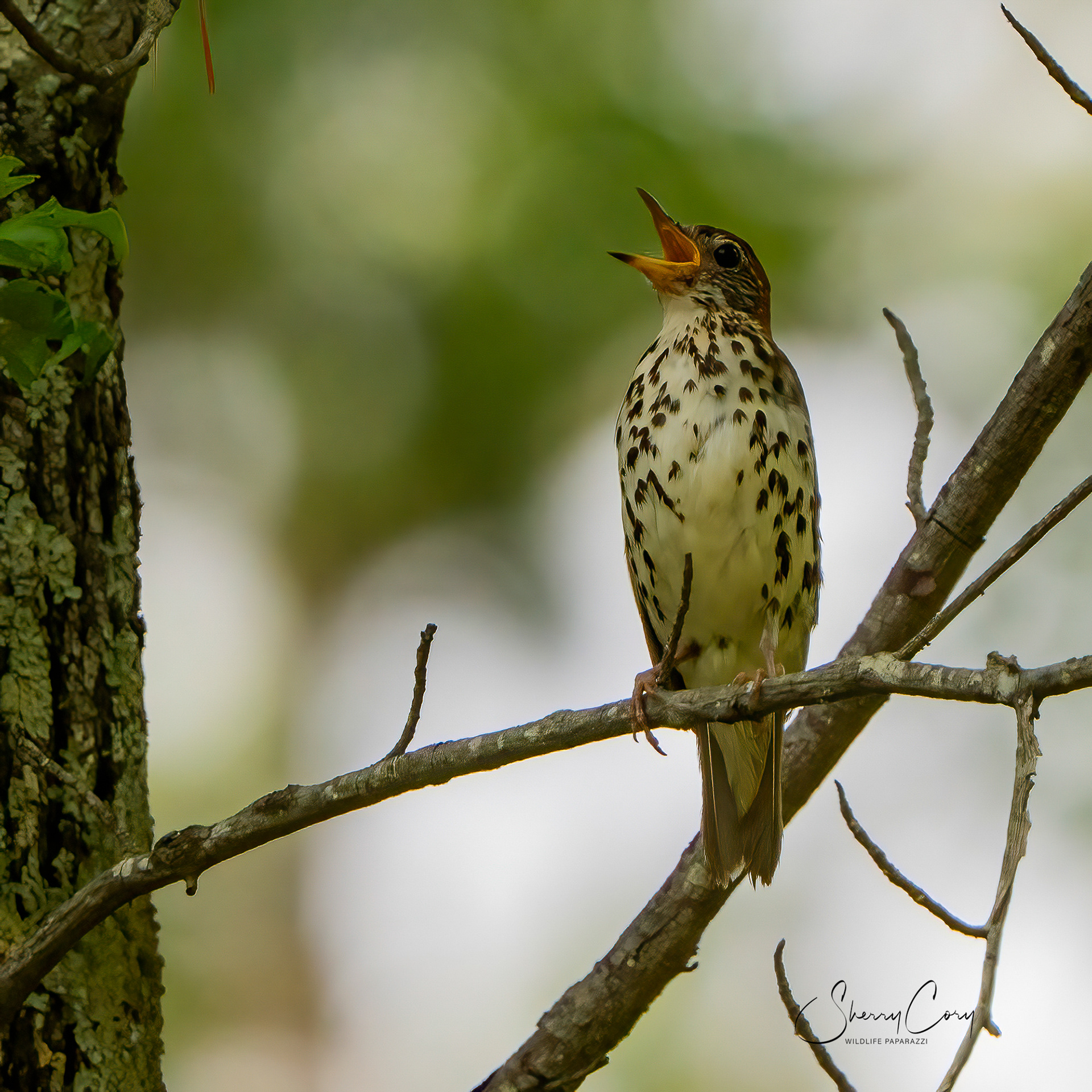 Wood Thrush