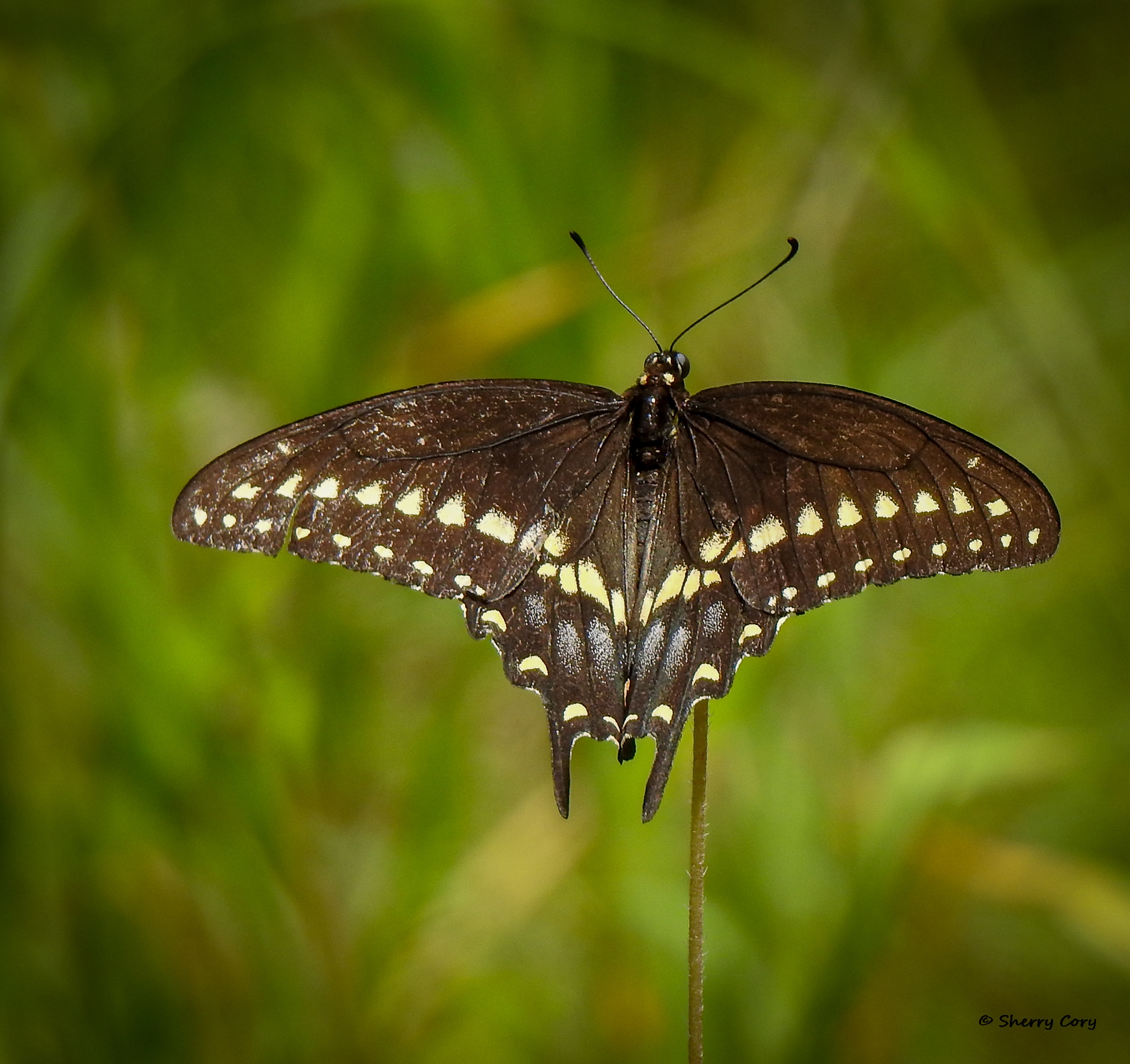 Black Swallowtail
