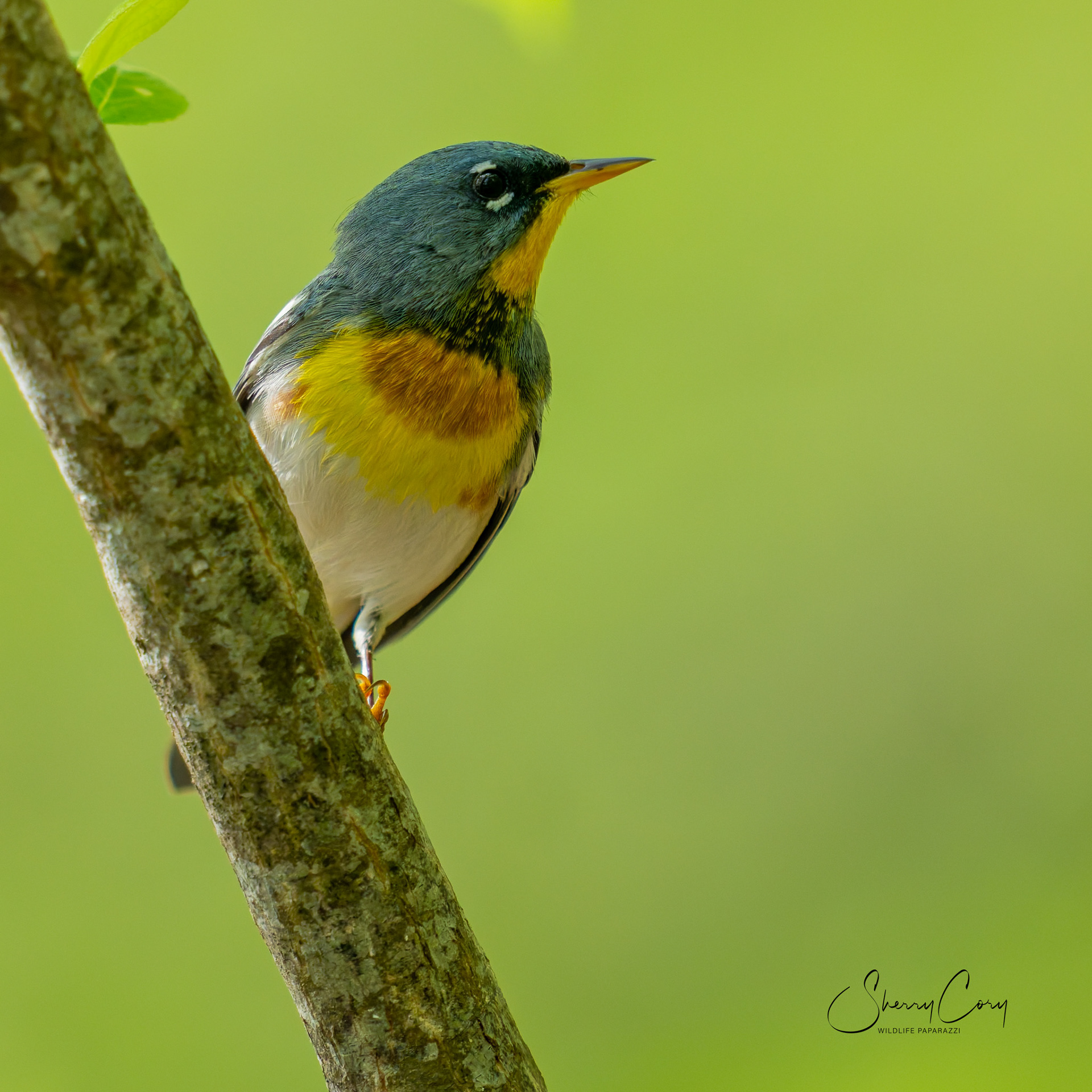 Northern Parula