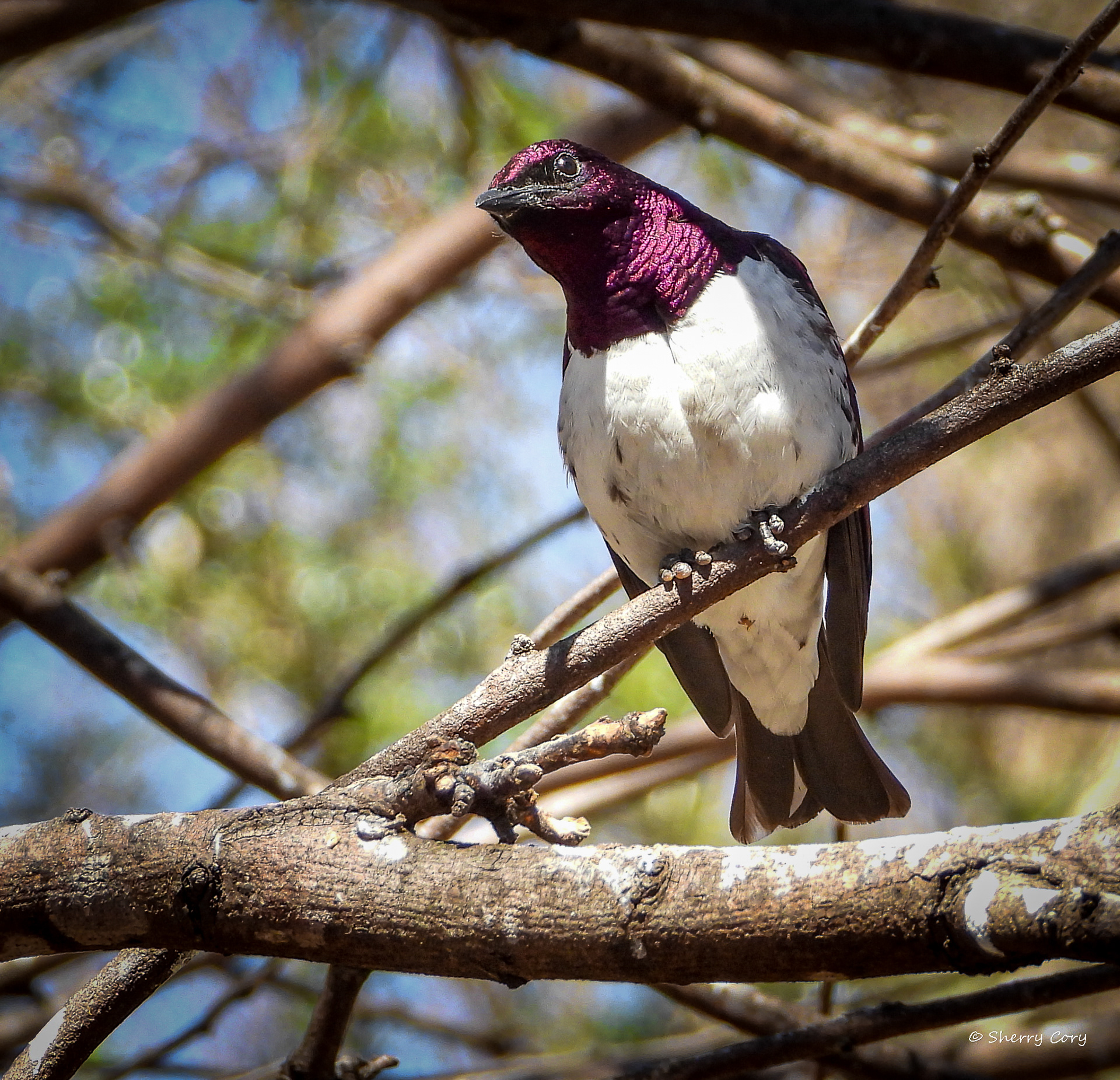 Violet Backed Starling