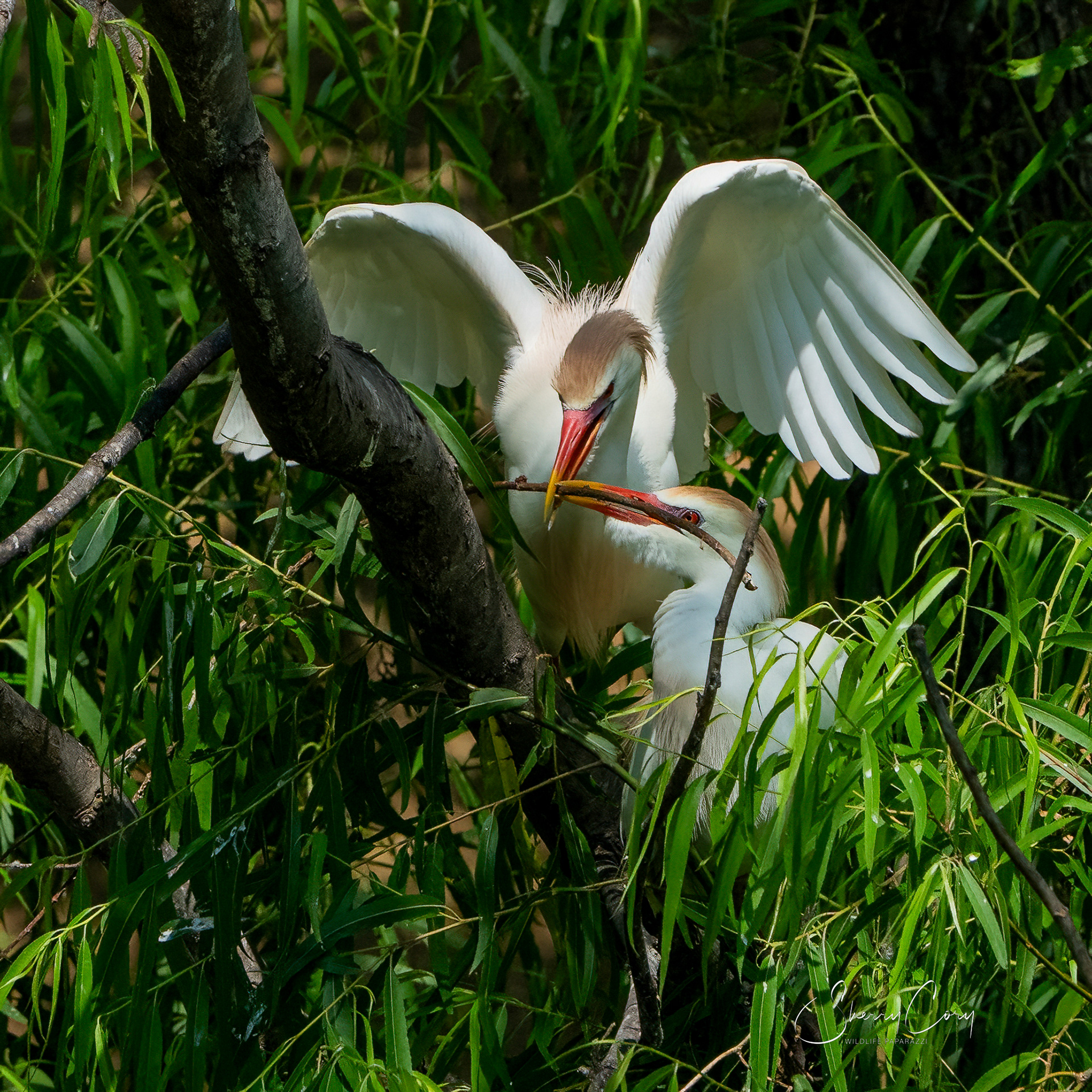 Cattle Egrets