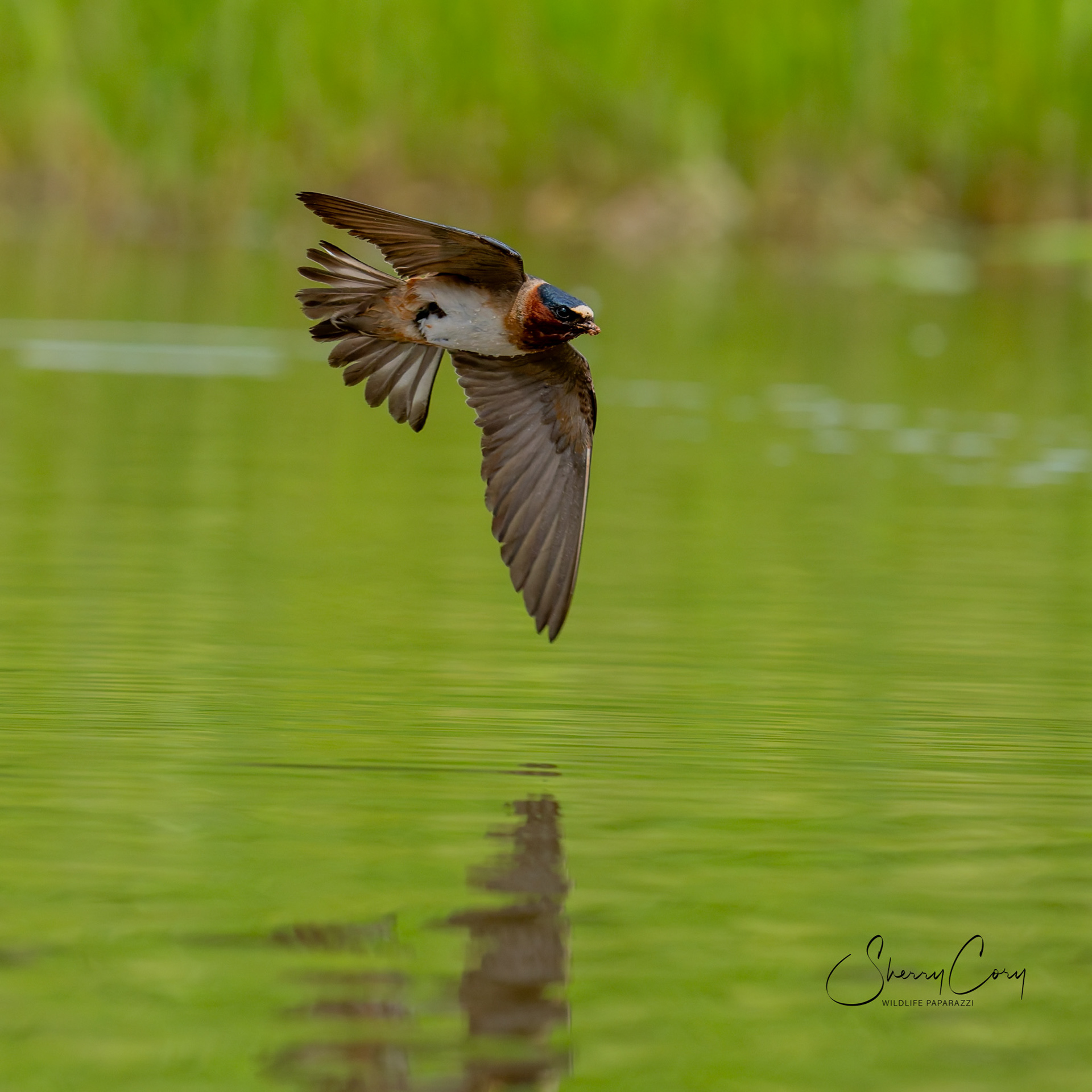 Cliff Swallow (Petrochelidon pyrrhonota)