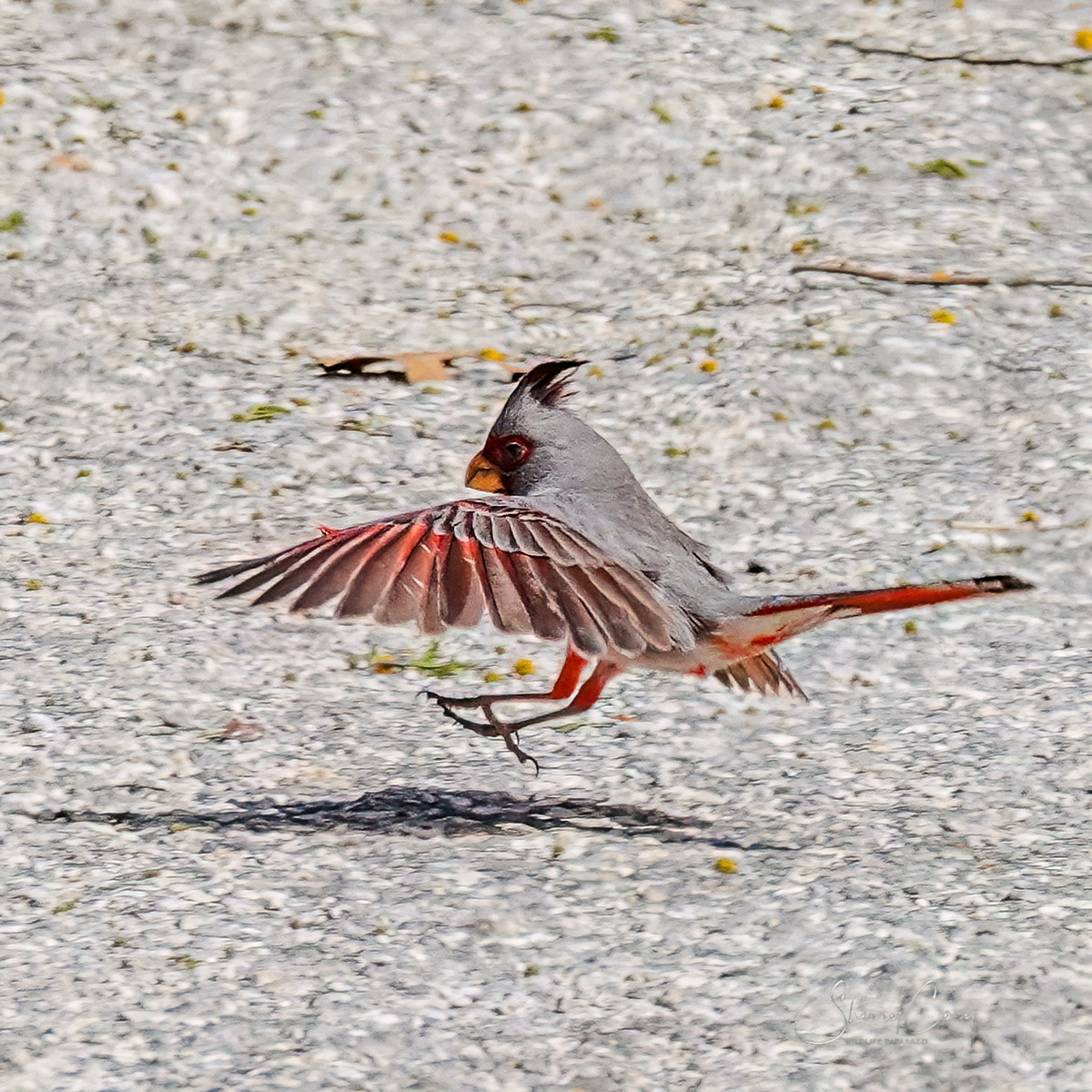 Pyrrhuloxia