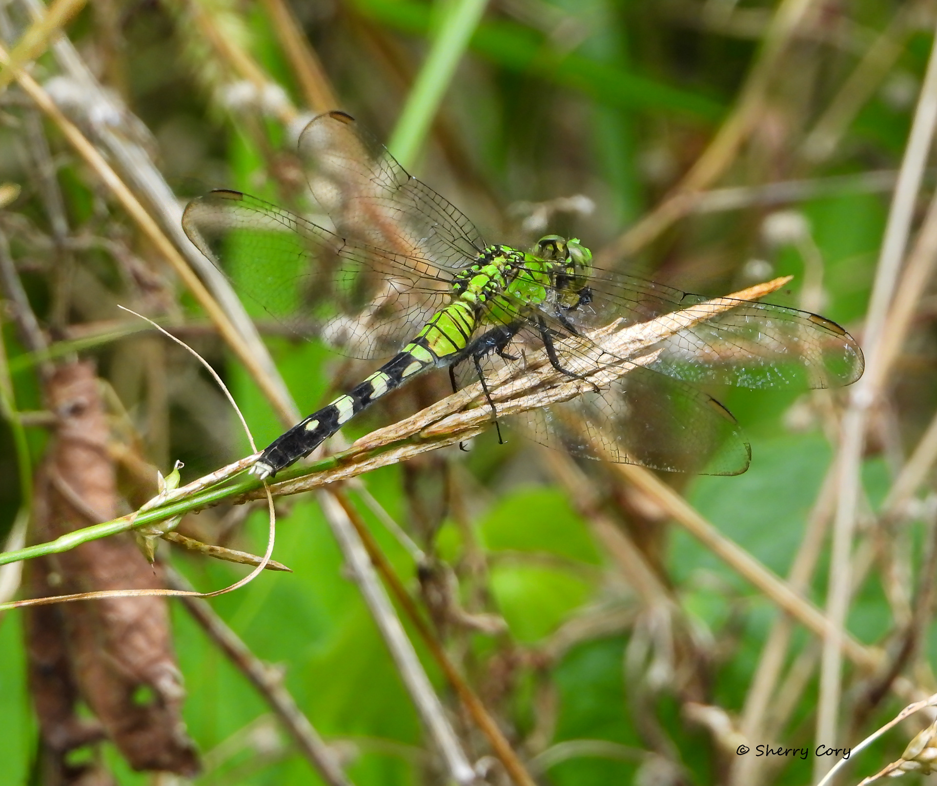 Eastern Pondhawk