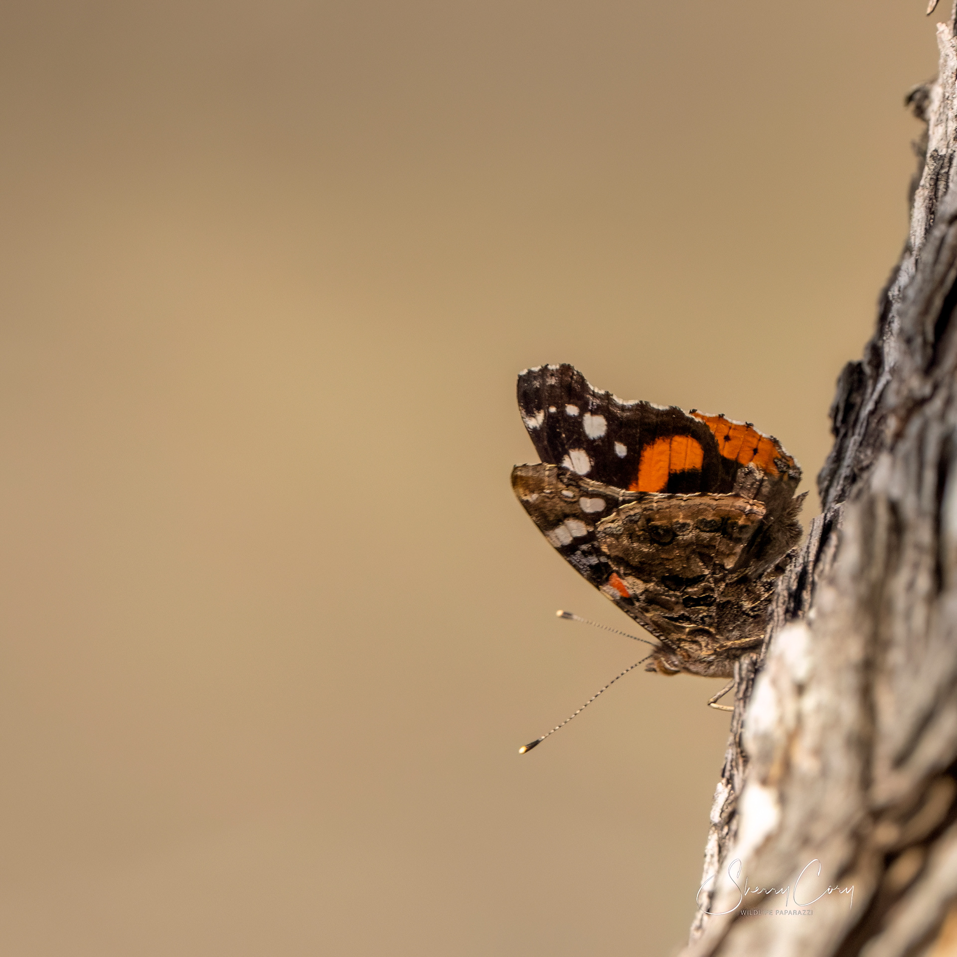 Red Admiral