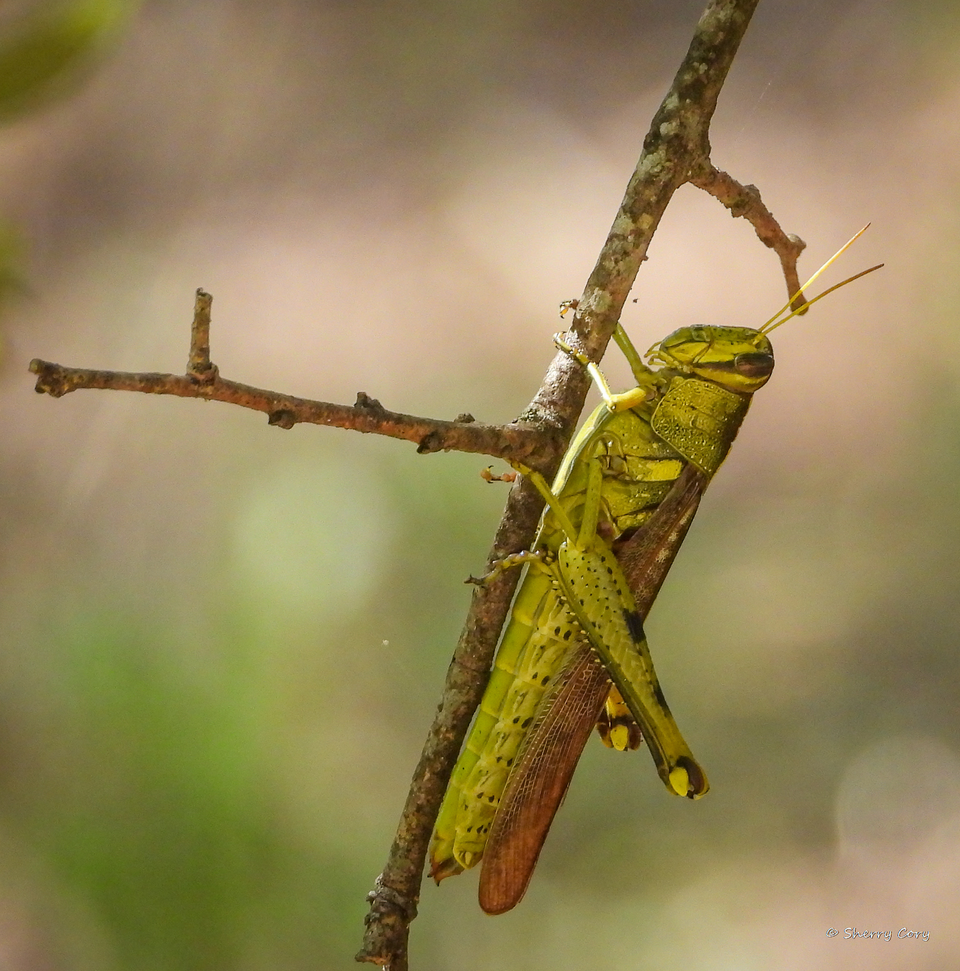 Obscure Bird Grasshopper