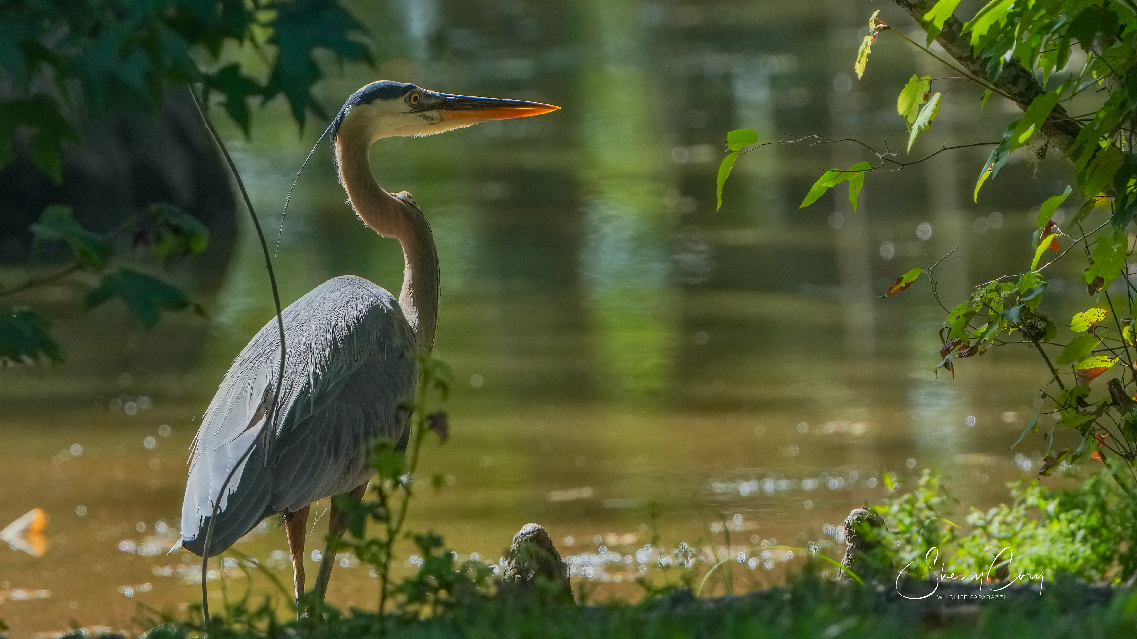 Great Blue Heron