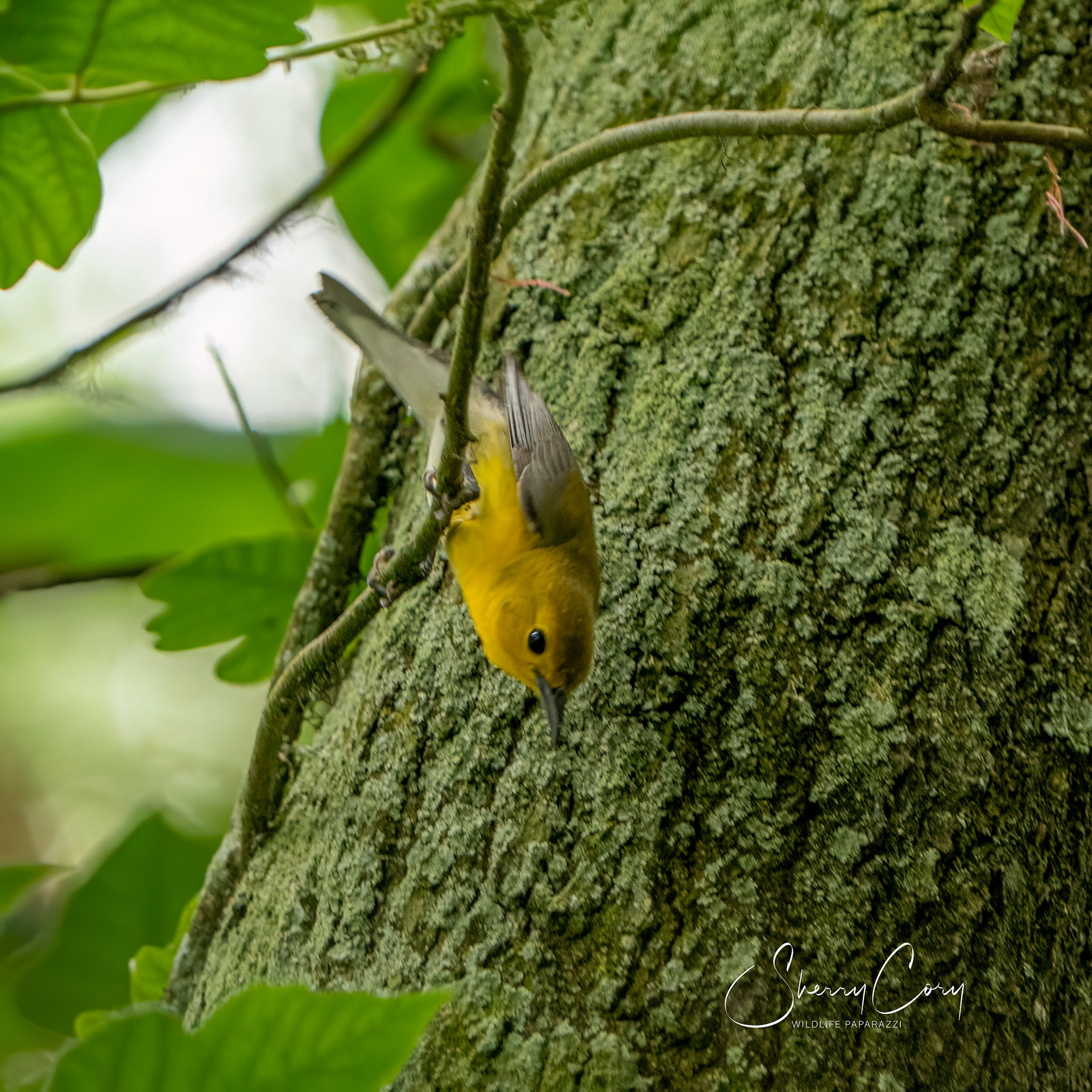 Prothonotary Warbler