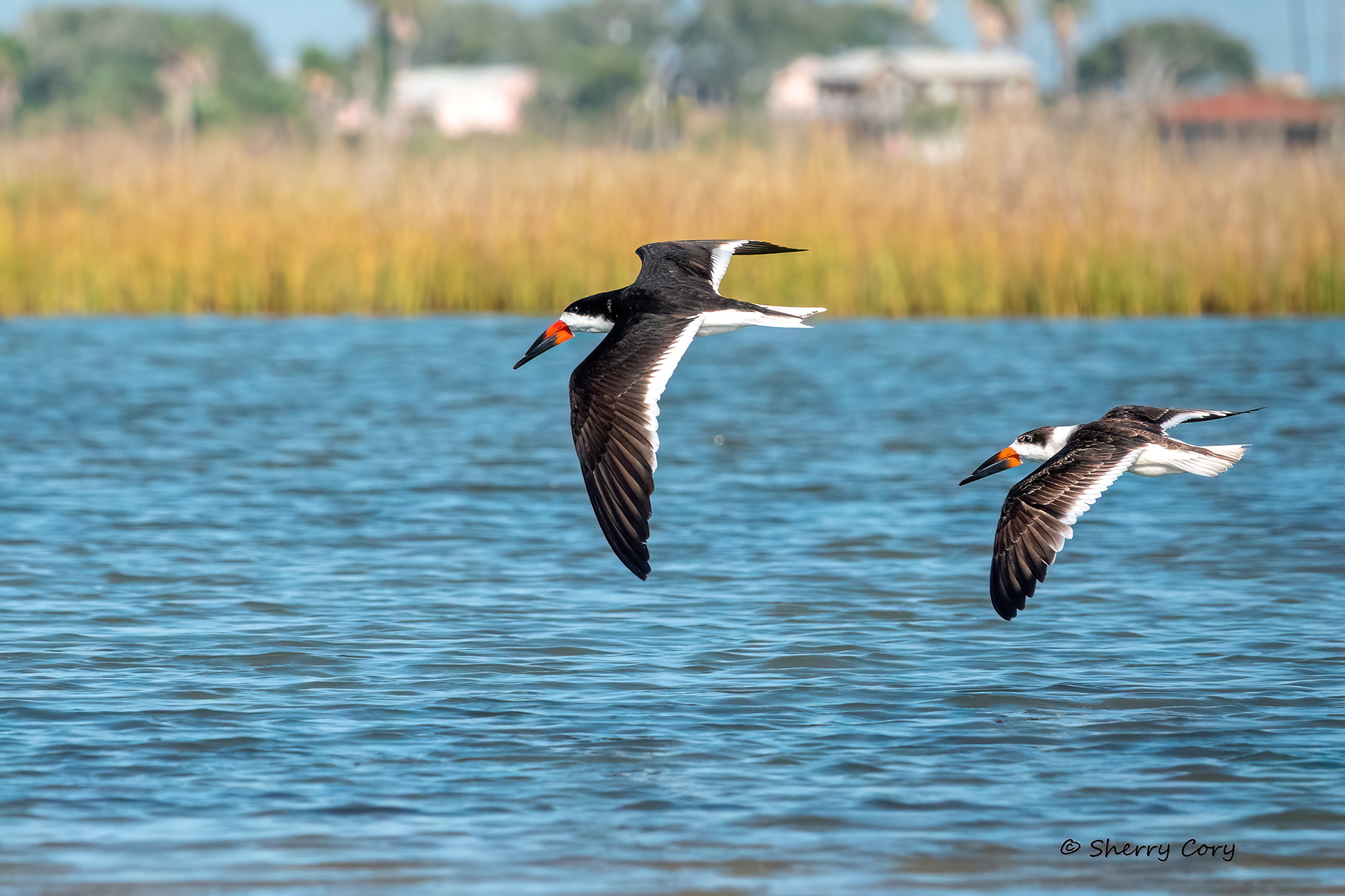 Black Skimmers (Rynchops niger)