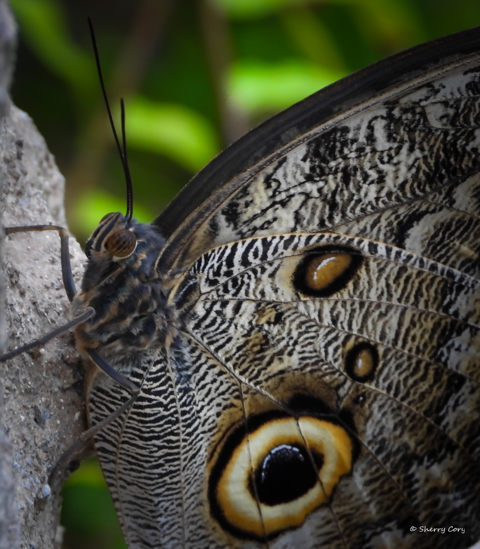 Pale Owl Butterfly