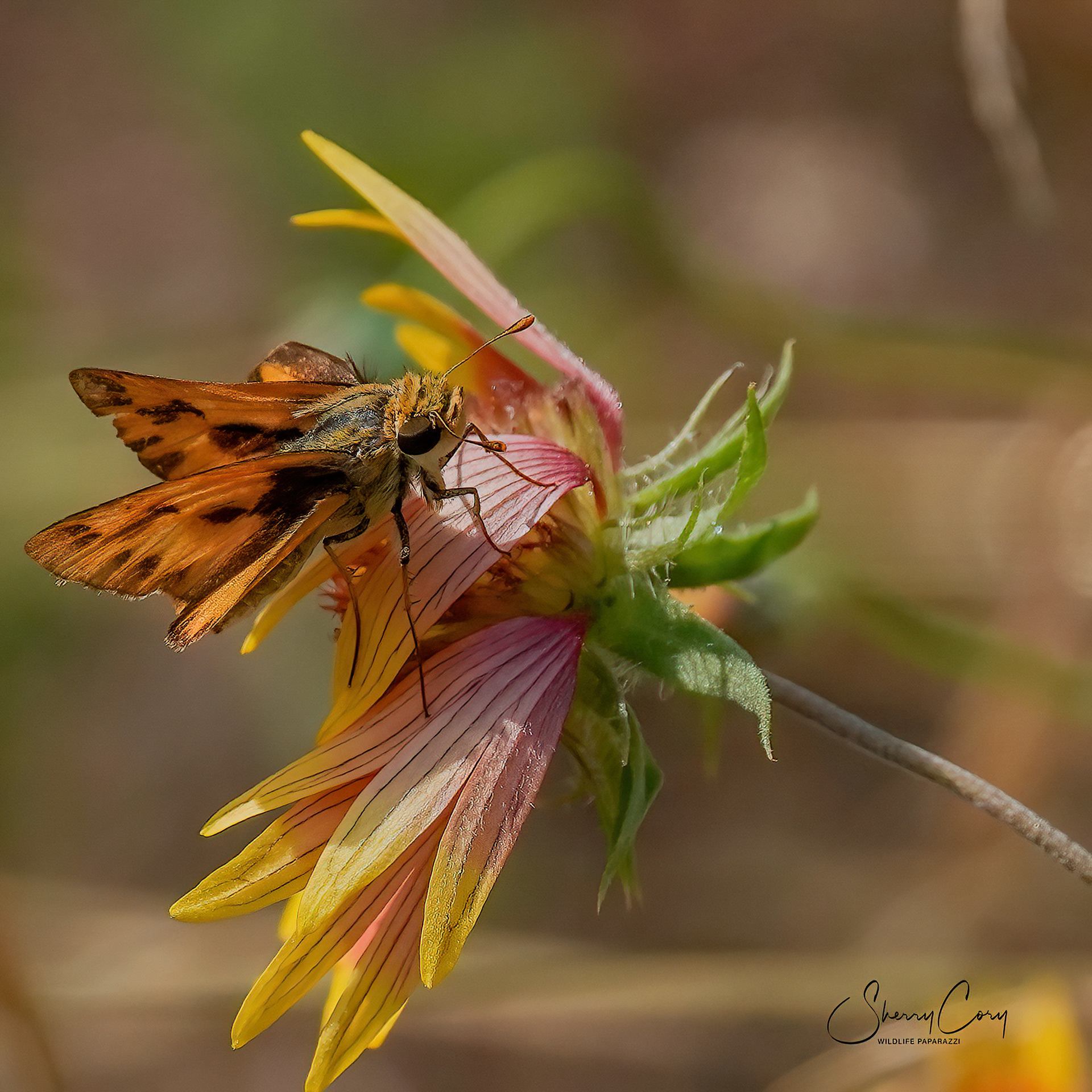 Fiery Skipper