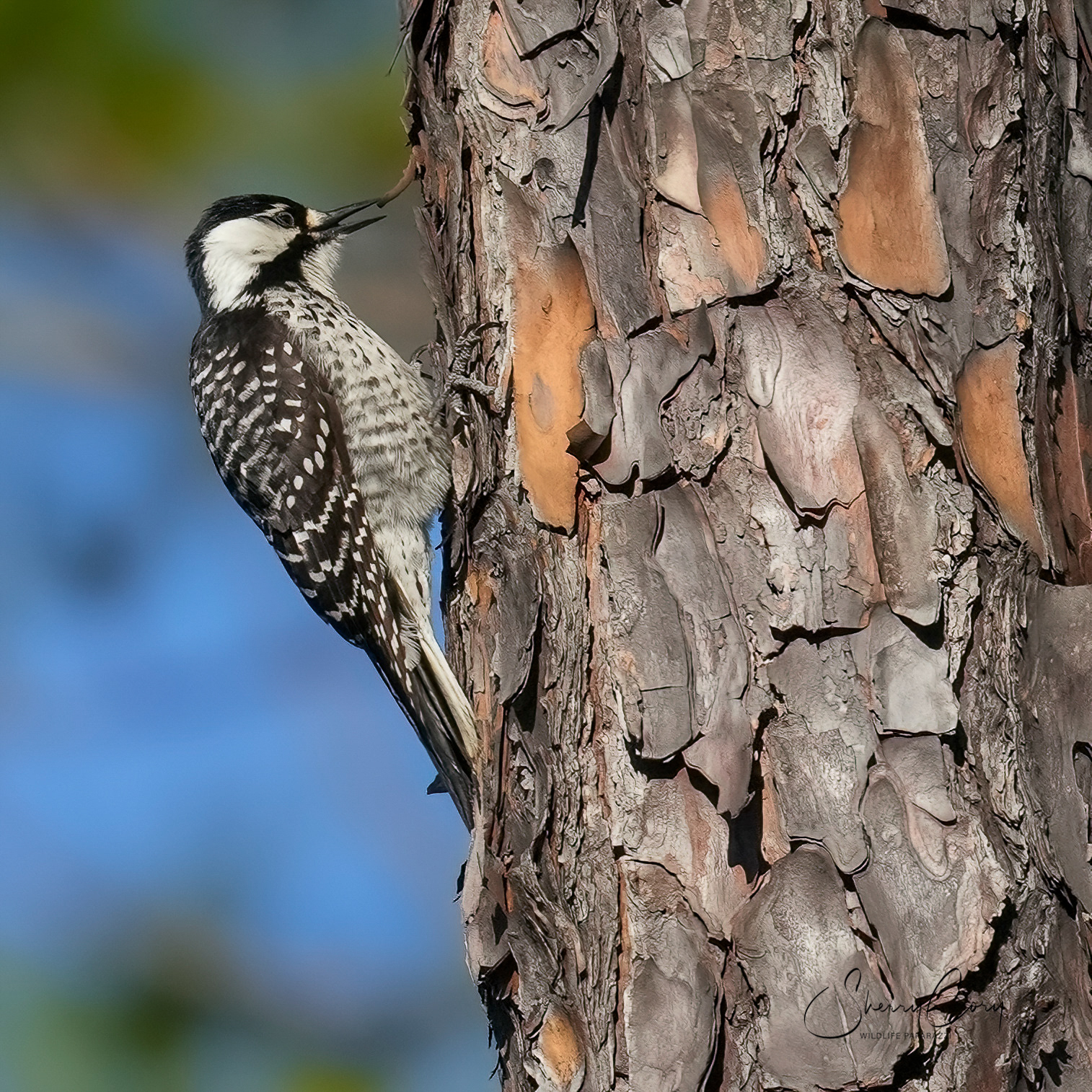 Red Cockaded Woodpecker (Dryobates borealis)