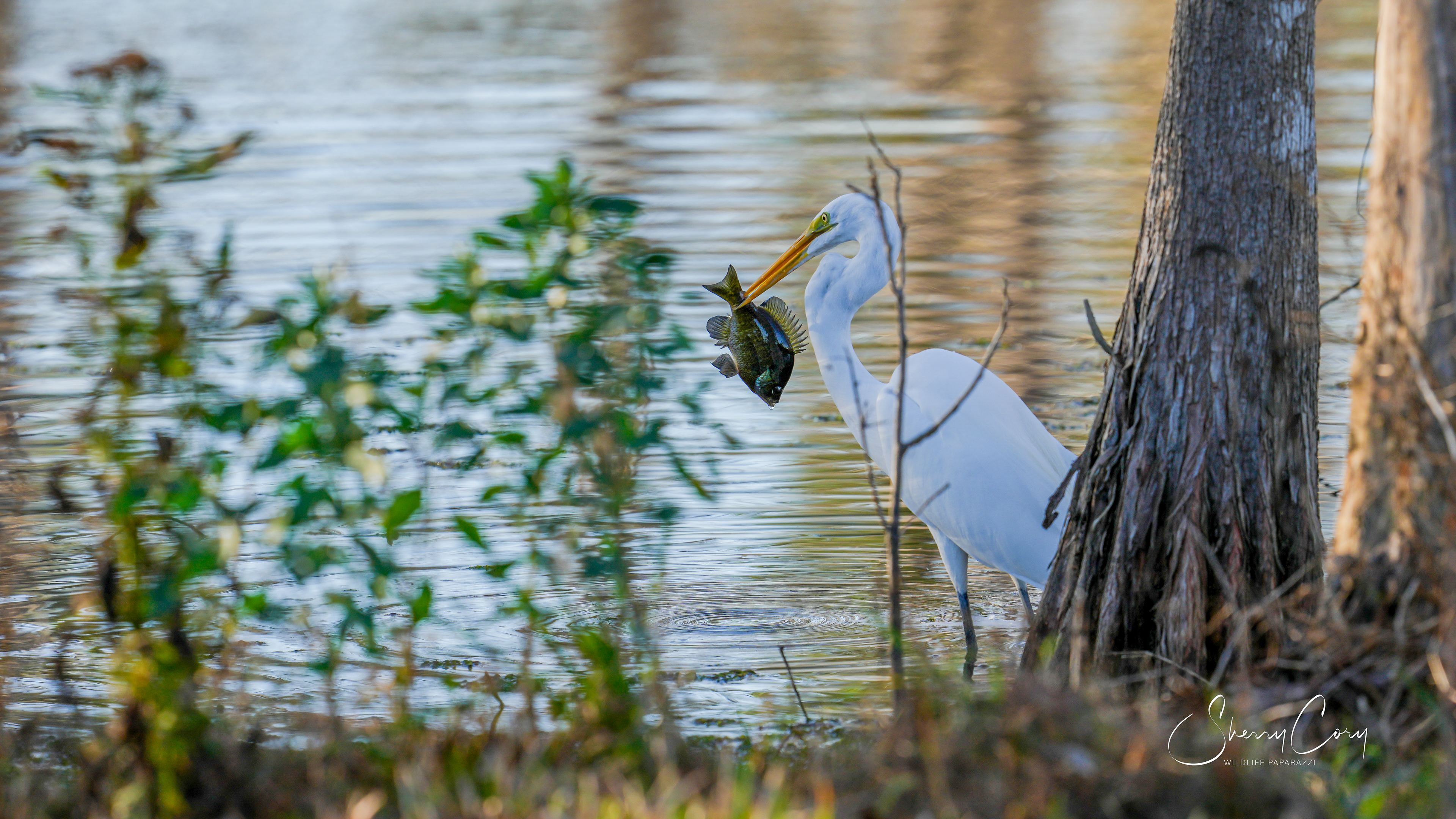 Great Egret (Ardea alba)