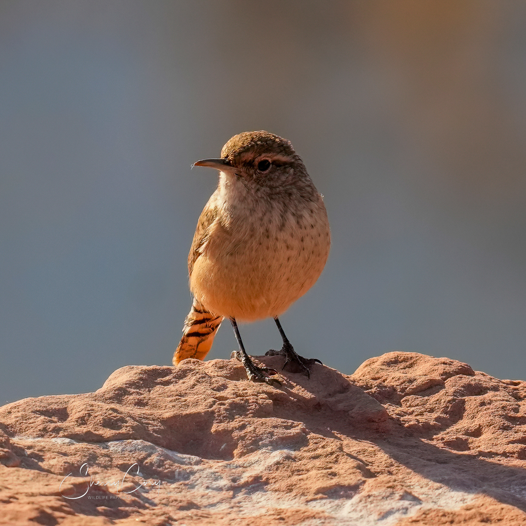 Rock wren (Salpinctes obsoletus)