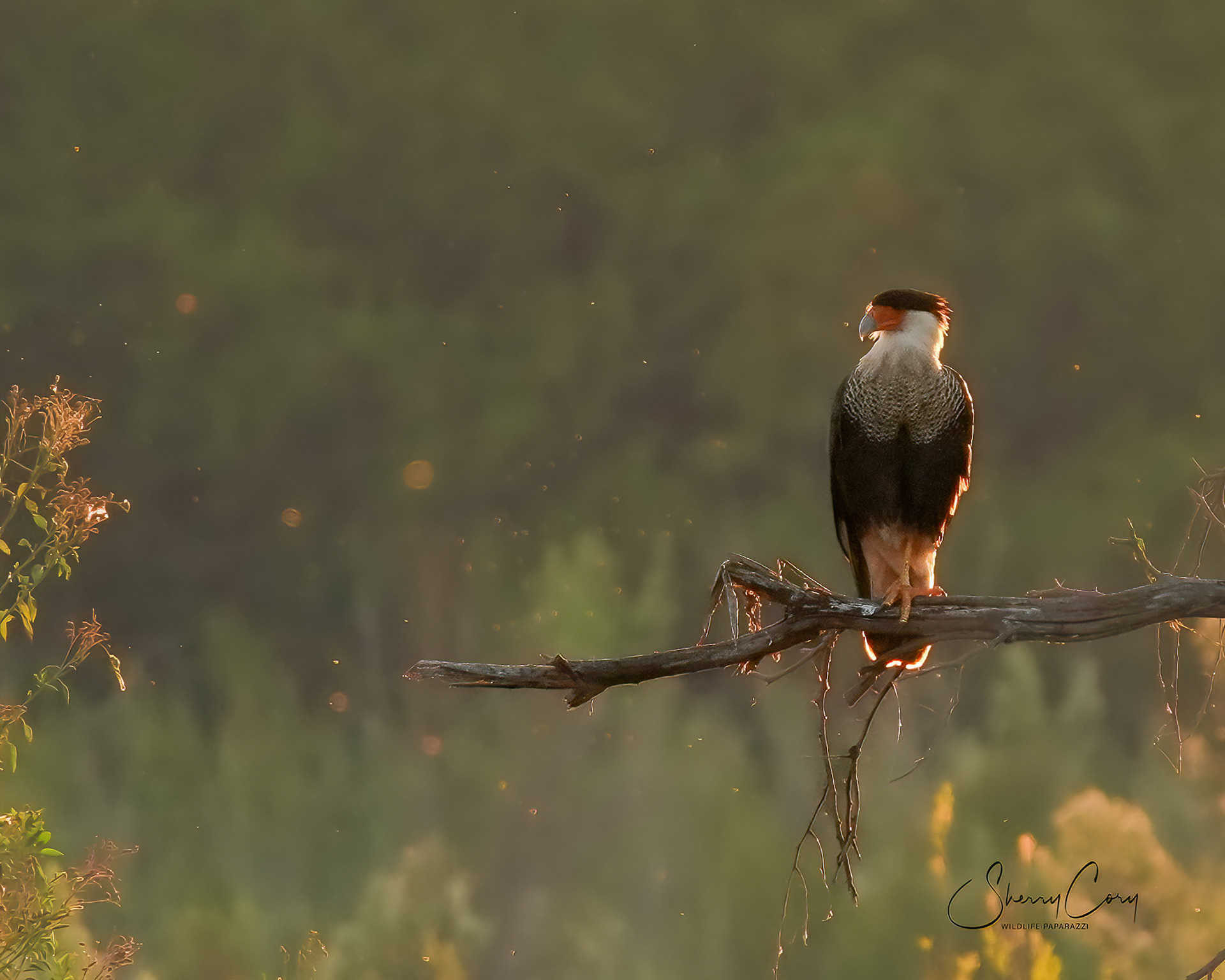 Crested Caracara (Caracara cheriway)