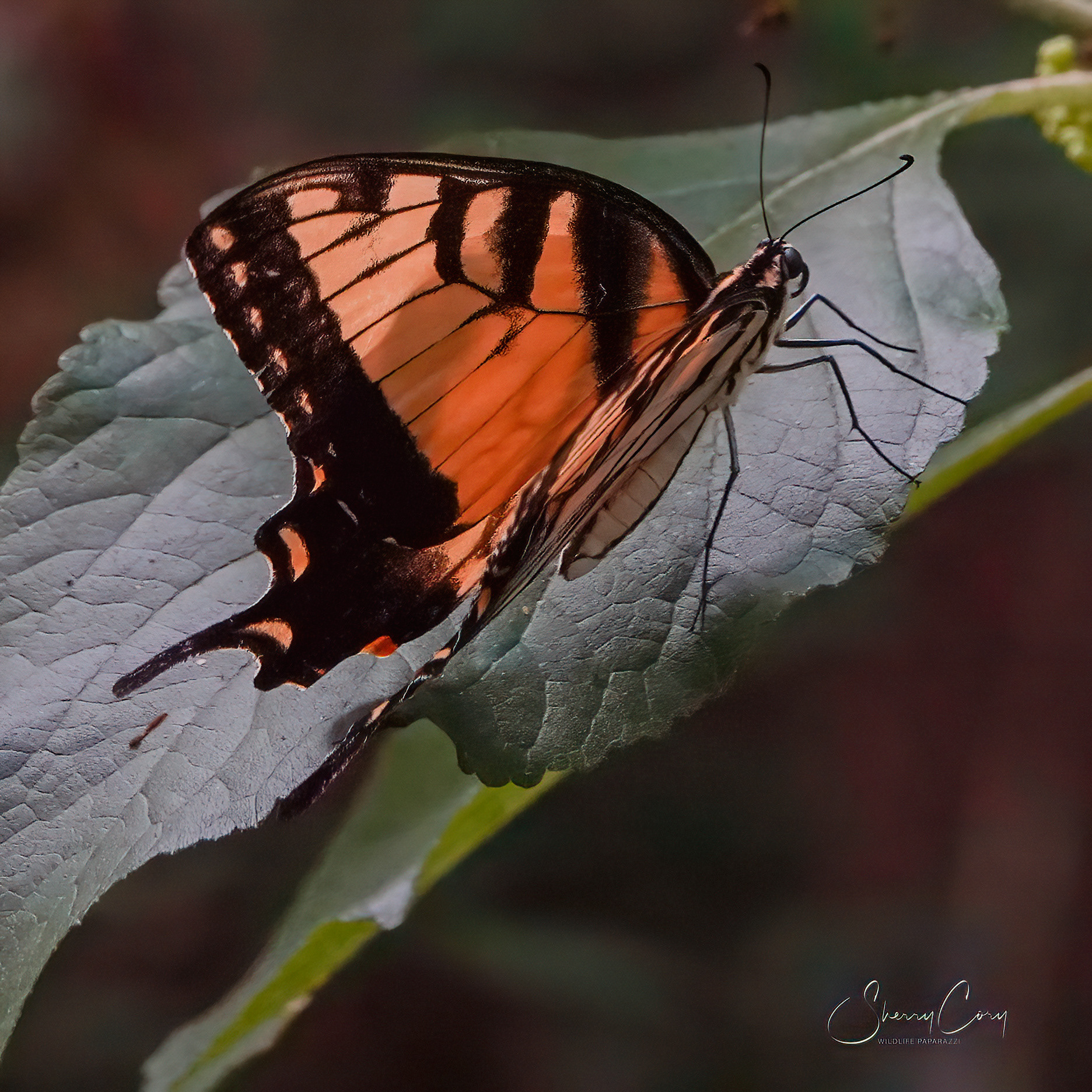 Eastern Tiger Swallowtail