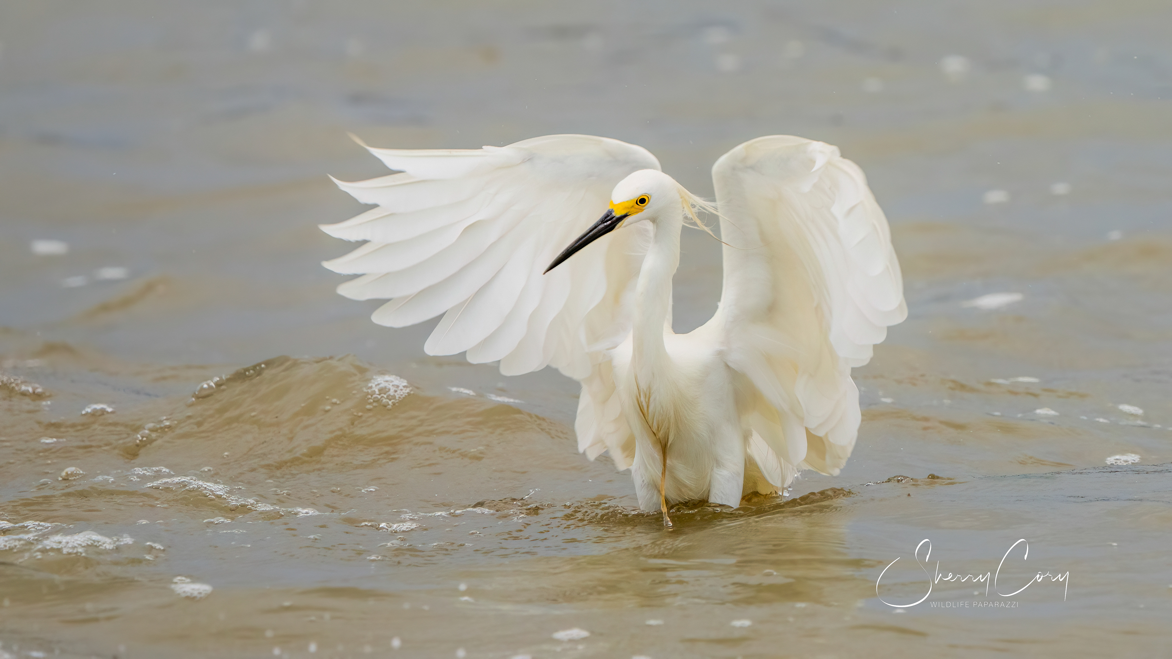 Snowy Egret (Egretta thula)