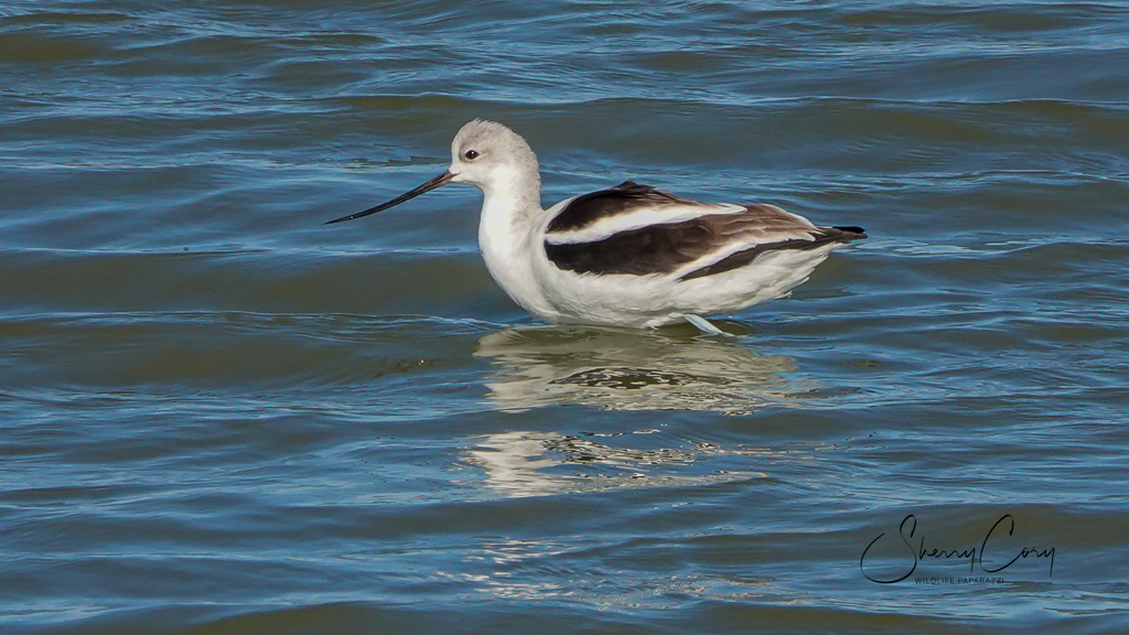 American Avocet (Recurvirostra americana)