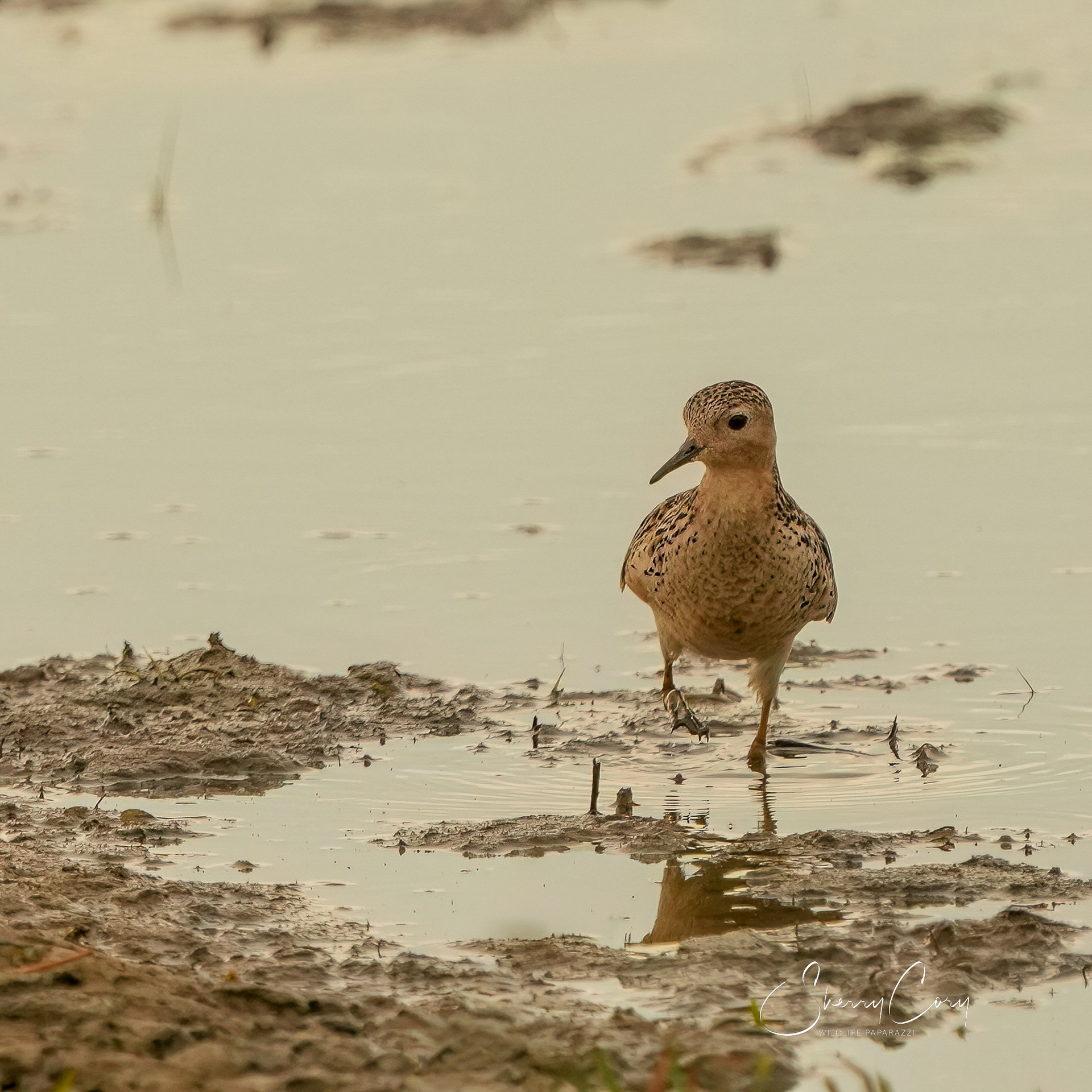 Buff Breasted Sandpiper (Calidris subruficollis)