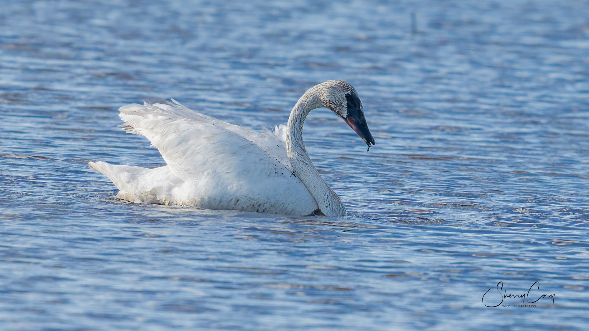 Trumpeter's Swan(Cygnus buccinator)